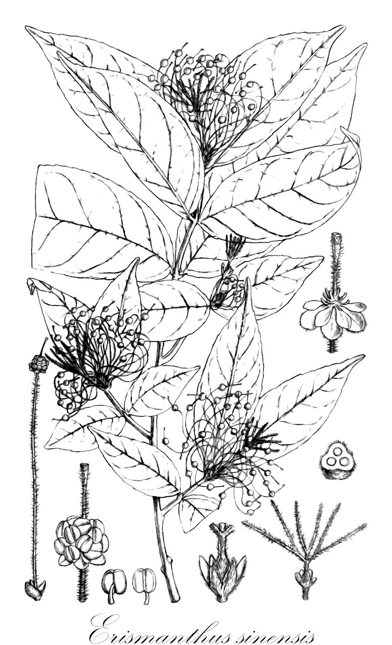 Erismanthus sinensis - Euphorbiaceae,Plantae,Pteridobiotina,Angiosperms,Malpighiales,Euphorbiaceae,Erismanthus,Erismanthus sinensis,Erismanthus indochinensis