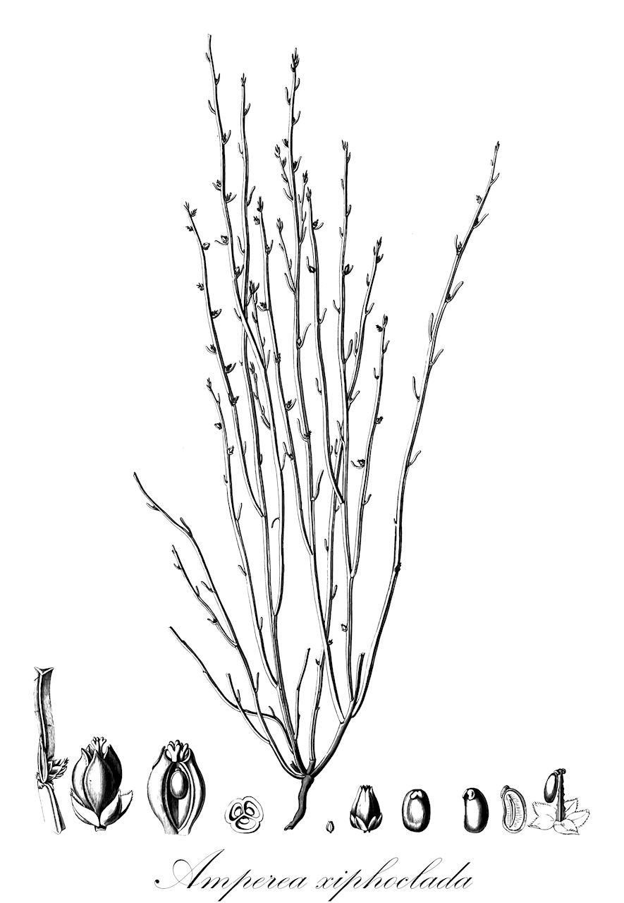 Amperea xiphoclada - Euphorbiaceae,Plantae,Pteridobiotina,Angiosperms,Malpighiales,Euphorbiaceae,Amperea,Amperea xiphoclada,Leptomeria xiphoclada