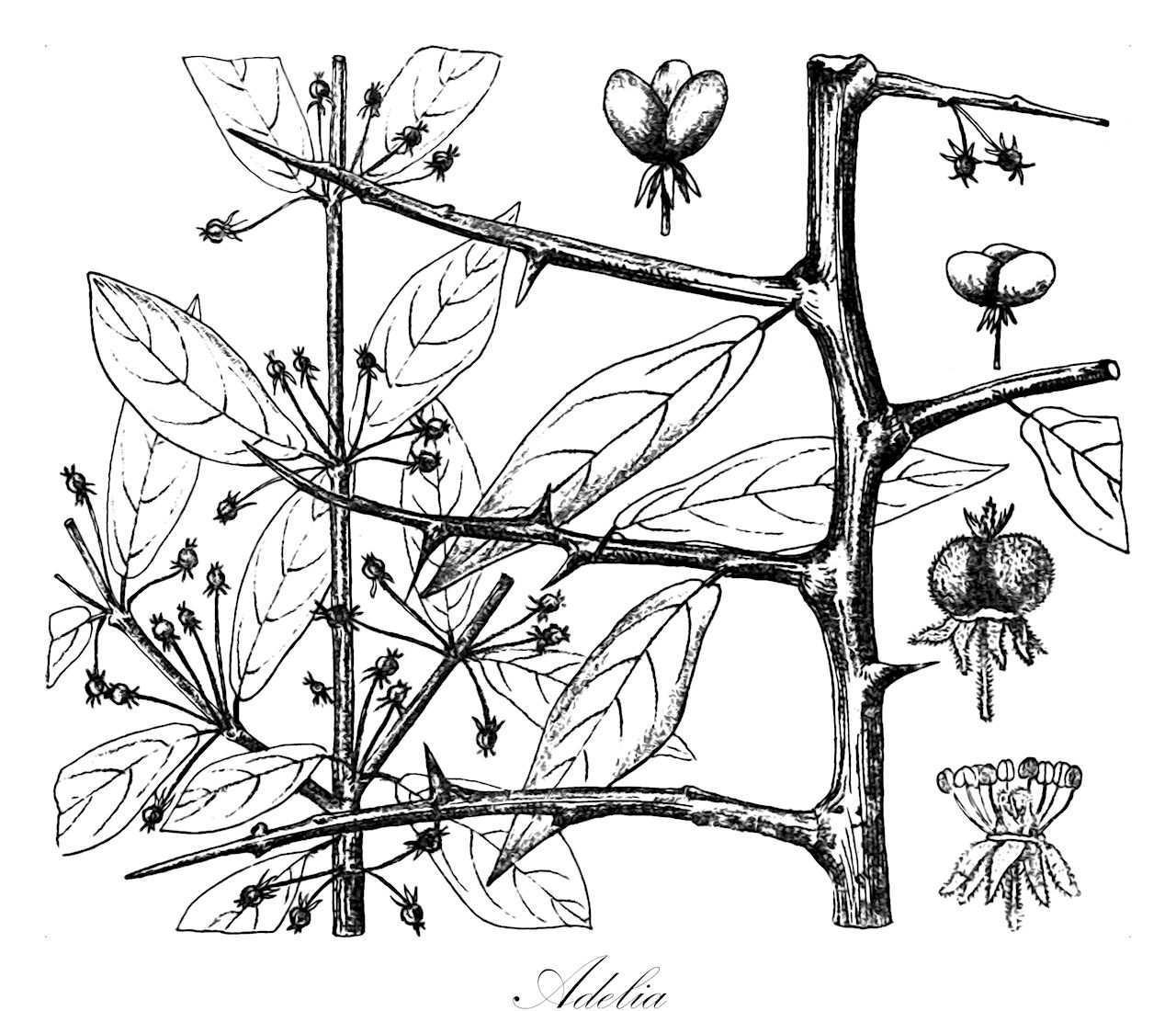 Adelia - Euphorbiaceae,Plantae,Pteridobiotina,Angiosperms,Malpighiales,Euphorbiaceae,Adelia,Ricinella,wild lime