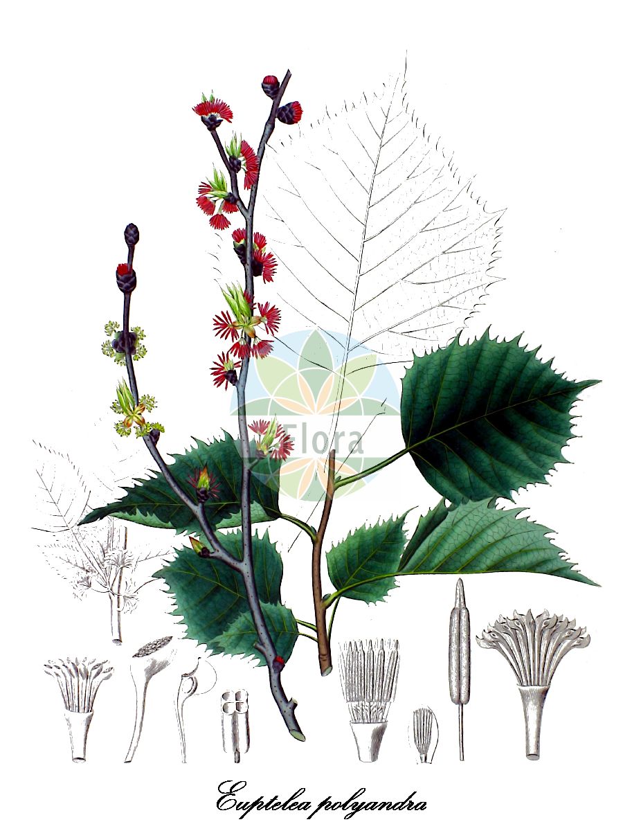 Historische Abbildung von Euptelea polyandra (Schönulme). Das Bild zeigt Blatt, Bluete, Frucht und Same. ---- Historical Drawing of Euptelea polyandra (Schönulme). The image is showing leaf, flower, fruit and seed.(Euptelea polyandra,Schönulme,Euptelea,Eupteleaceae,Blatt,Bluete,Frucht,Same,leaf,flower,fruit,seed,von Siebold & Zuccarini (1835-1875))