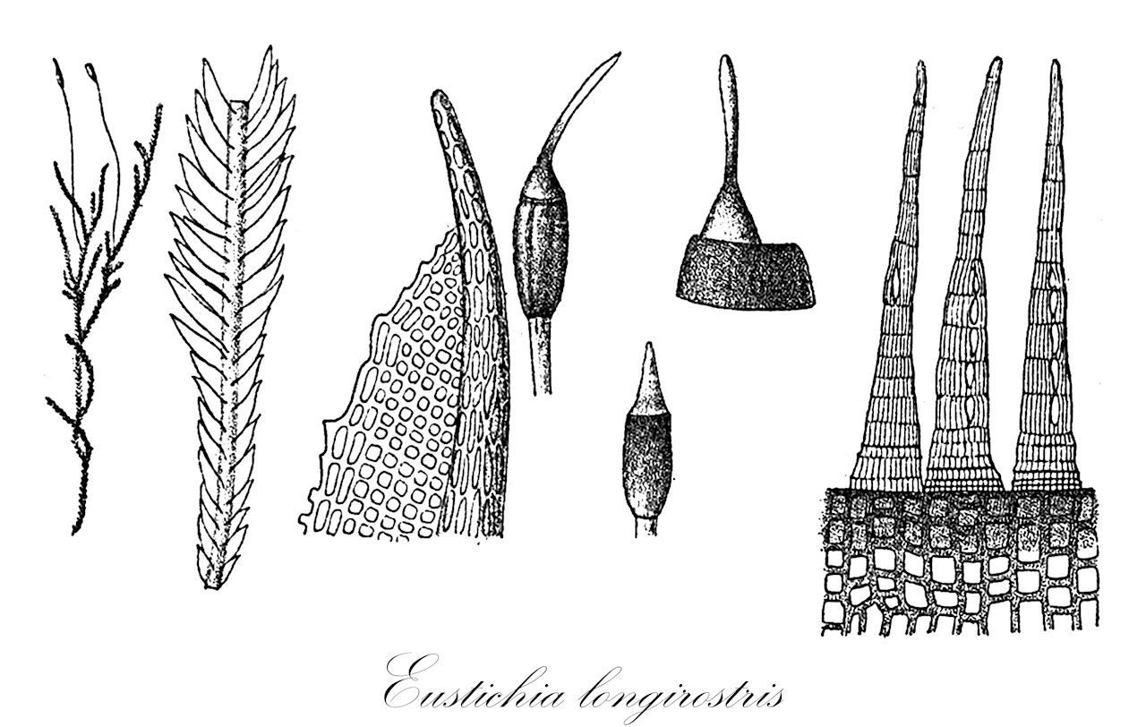 Eustichia longirostris - Eustichiaceae,Plantae,Bryobiotina,Bryophyta,Bryopsida,Dicranidae,Eustichiales,Eustichiaceae,Eustichia,Eustichia longirostris,Cymbaria jamesonii, Didymodon compressus, Didymodon distichus, Diplostichum brotheri, Diplostichum distichum, Diplostichum jamesonii, Diplostichum longirostre, Diplostichum lorentzii, Diplostichum miradoricum, Diplostichum poeppigii, Diplostichum spruceanum, Diplostichum ulei, Eustichia brotheri, Eustichia jamesonii, Eustichia lorentzii, Eustichia miradorica, Eustichia poeppigii, Eustichia spruceana, Eustichia ulei, Phyllogonium longirostre, Pterigynandrum longirostre, Pterogonium longirostre