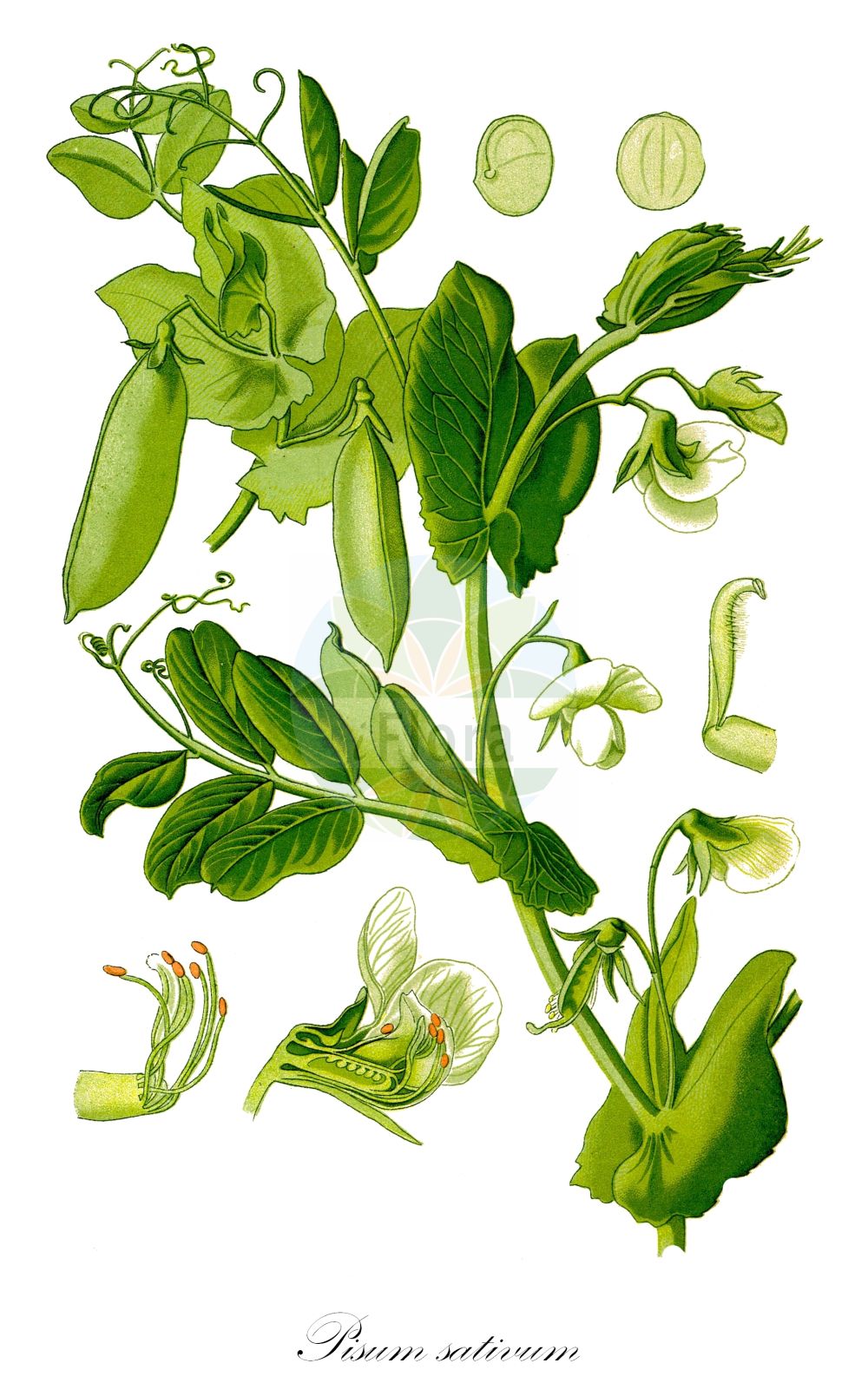 Historische Abbildung von Pisum sativum (Gewöhnliche Erbse - Garden Pea). Das Bild zeigt Blatt, Bluete, Frucht und Same. ---- Historical Drawing of Pisum sativum (Gewöhnliche Erbse - Garden Pea). The image is showing leaf, flower, fruit and seed.(Pisum sativum,Gewöhnliche Erbse,Garden Pea,Lathyrus oleraceus,Pisum sativum,Pisum vulgare,Gewoehnliche Erbse,Garden Pea,Pea,English Pea,Green Pea,Round-seeded Pea,Shelling Pea,Snap Pea,Snow Pea,Pisum,Erbse,Pea,Fabaceae,Schmetterlingsblütler,Pea family,Blatt,Bluete,Frucht,Same,leaf,flower,fruit,seed,Thomé (1885))