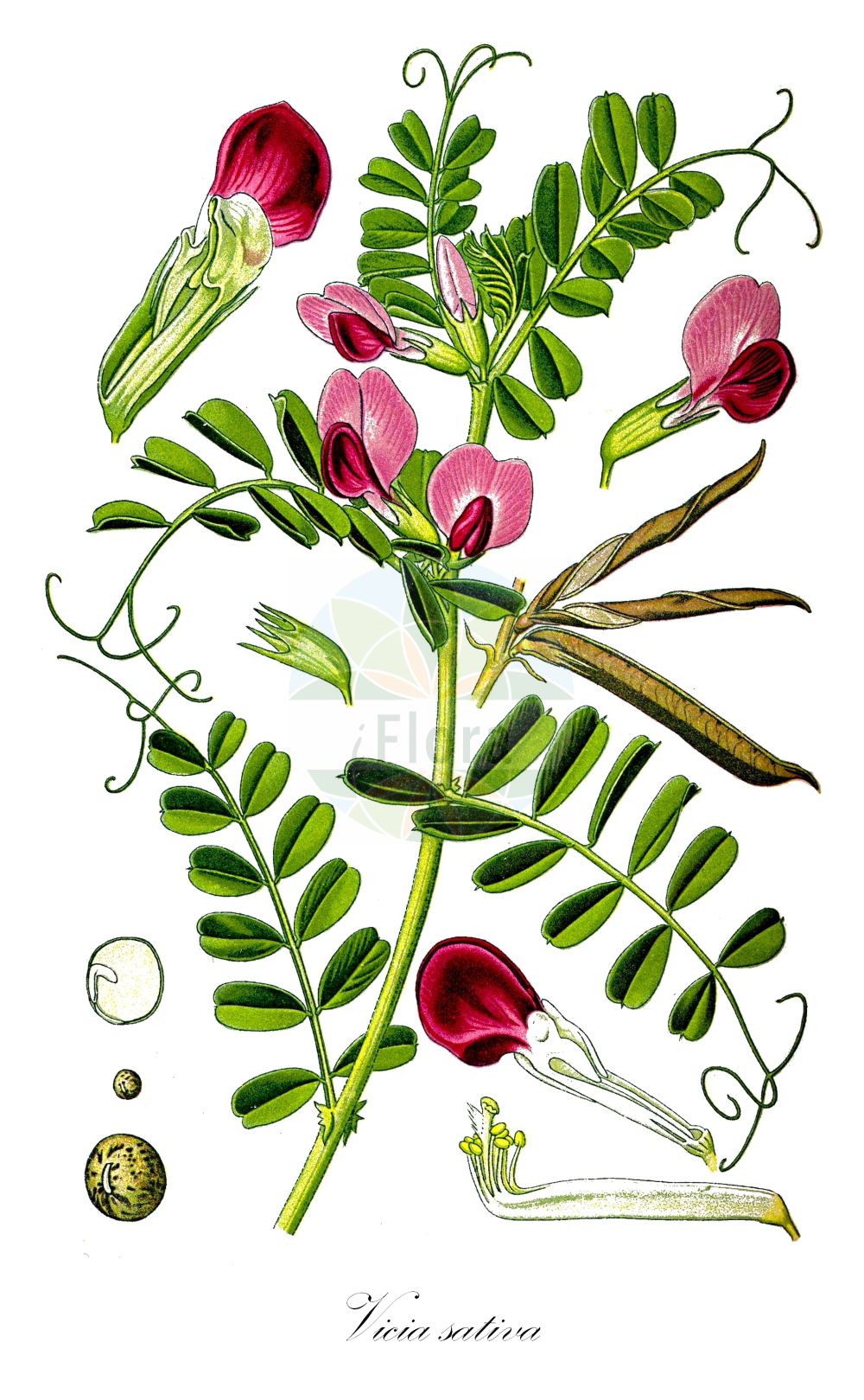 Historische Abbildung von Vicia sativa (Saatwicke - Common Vetch). ---- Historical Drawing of Vicia sativa (Saatwicke - Common Vetch).(Vicia sativa,Saatwicke,Common Vetch,Vicia bacla,Vicia communis,Vicia cornigera,Vicia cosentini,Vicia erythosperma,Vicia glabra,Vicia intermedia,Vicia leucosperma,Vicia melanosperma,Vicia morisiana,Vicia nemoralis,Vicia notota,Vicia pallida,Vicia pimpinelloides,Vicia sativa,Vicia terana,Saatwicke,Acker-Saat-Wicke,Acker-Schmalblatt-Wicke,Futterwicke,Futter-Wicke,Saat-Wicke,Common Vetch,Broad-leaved Purple Vetch,Garden Vetch,Summer Vetch,Vicia,Wicke,Vetch,Fabaceae,Schmetterlingsblütler,Pea family,Thomé (1885))