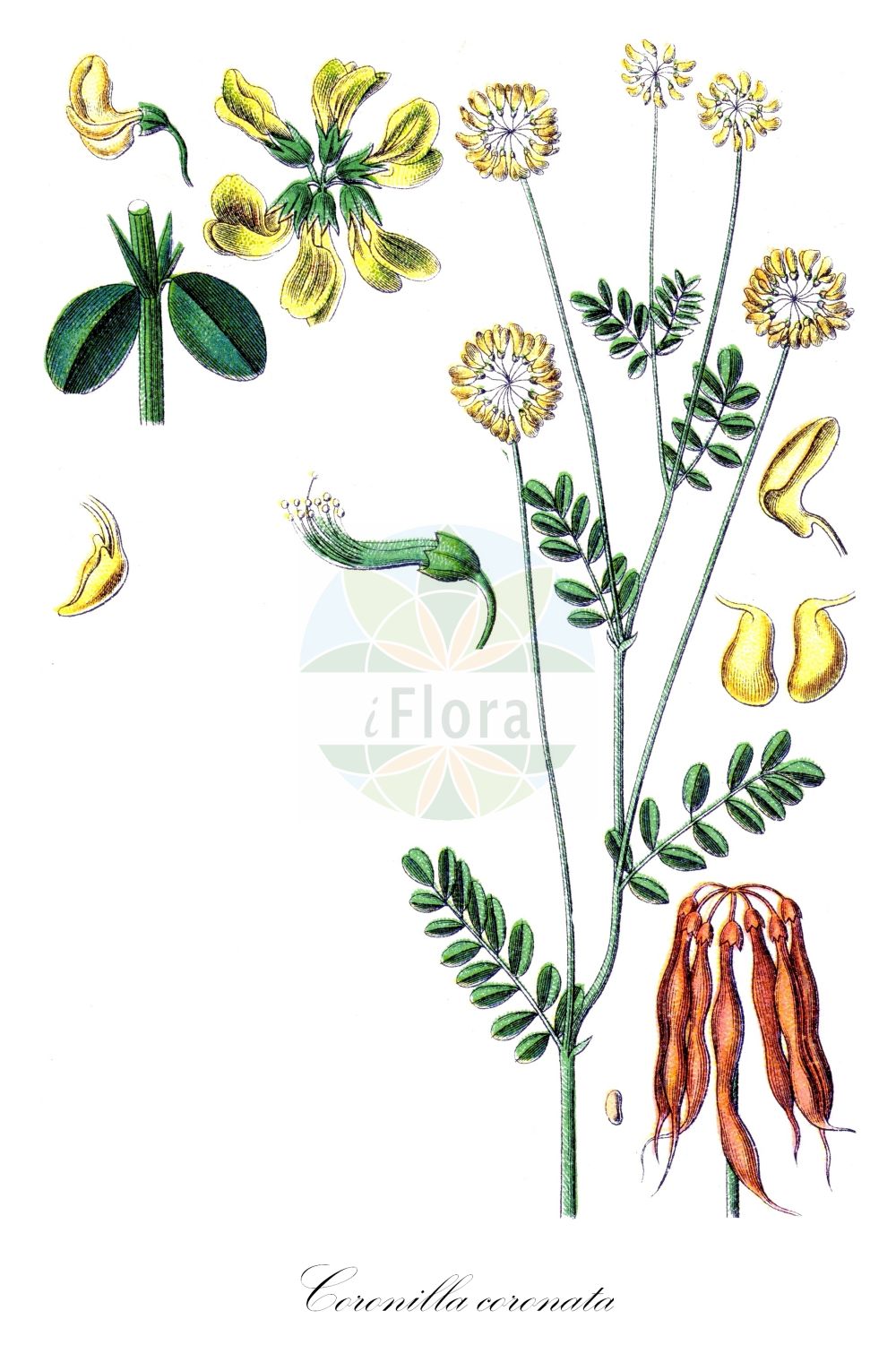 Historische Abbildung von Coronilla coronata (Berg-Kronwicke - Scorpion-vetch). Das Bild zeigt Blatt, Bluete, Frucht und Same. ---- Historical Drawing of Coronilla coronata (Berg-Kronwicke - Scorpion-vetch). The image is showing leaf, flower, fruit and seed.(Coronilla coronata,Berg-Kronwicke,Scorpion-vetch,Coronilla coronata,Coronilla montana,Berg-Kronwicke,Scorpion-vetch,Mountain Coronilla,Coronilla,Kronwicke,Crown Vetch,Fabaceae,Schmetterlingsblütler,Pea family,Blatt,Bluete,Frucht,Same,leaf,flower,fruit,seed,Sturm (1796f))