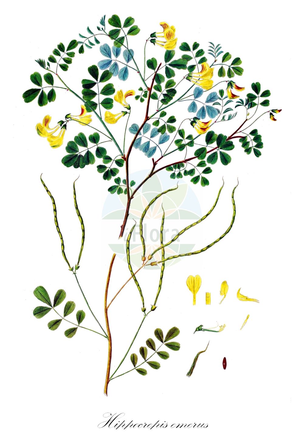 Historische Abbildung von Hippocrepis emerus (Strauch-Kronwicke - Scorpion Senna). Das Bild zeigt Blatt, Bluete, Frucht und Same. ---- Historical Drawing of Hippocrepis emerus (Strauch-Kronwicke - Scorpion Senna). The image is showing leaf, flower, fruit and seed.(Hippocrepis emerus,Strauch-Kronwicke,Scorpion Senna,Hippocrepis emerus,Strauch-Kronwicke,Strauchige Kronwicke,Strauchwicke,Scorpion Senna,False Senna,Hippocrepis,Hufeisenklee,Horseshoe,Fabaceae,Schmetterlingsblütler,Pea family,Blatt,Bluete,Frucht,Same,leaf,flower,fruit,seed,Oeder (1761-1883))