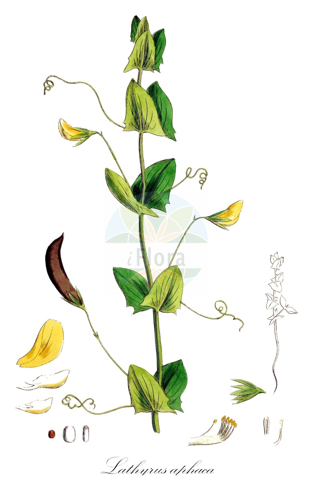 Historische Abbildung von Lathyrus aphaca (Ranken-Platterbse - Yellow Vetchling). Das Bild zeigt Blatt, Bluete, Frucht und Same. ---- Historical Drawing of Lathyrus aphaca (Ranken-Platterbse - Yellow Vetchling). The image is showing leaf, flower, fruit and seed.(Lathyrus aphaca,Ranken-Platterbse,Yellow Vetchling,Lathyrus aphaca,Orobus aphaca,Ranken-Platterbse,Yellow Vetchling,Yellow Pea,Lathyrus,Platterbse,Pea,Fabaceae,Schmetterlingsblütler,Pea family,Blatt,Bluete,Frucht,Same,leaf,flower,fruit,seed,Sowerby (1790-1813))