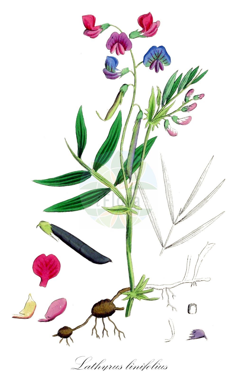 Historische Abbildung von Lathyrus linifolius (Berg-Platterbse - Bitter-vetch). Das Bild zeigt Blatt, Bluete, Frucht und Same. ---- Historical Drawing of Lathyrus linifolius (Berg-Platterbse - Bitter-vetch). The image is showing leaf, flower, fruit and seed.(Lathyrus linifolius,Berg-Platterbse,Bitter-vetch,Lathyrus linifolius,Lathyrus macrorrhizus,Lathyrus montanus,Orobus linifolius,Orobus tuberosus,Berg-Platterbse,Bitter-vetch,Tuberous Bitter Vetch,Bitter Vetchling,Wood Pea,Lathyrus,Platterbse,Pea,Fabaceae,Schmetterlingsblütler,Pea family,Blatt,Bluete,Frucht,Same,leaf,flower,fruit,seed,Sowerby (1790-1813))