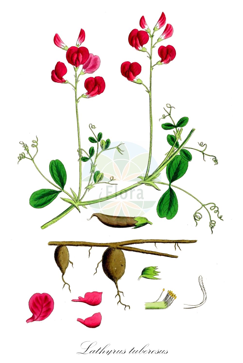 Historische Abbildung von Lathyrus tuberosus (Knollen-Platterbse - Tuberous Pea). Das Bild zeigt Blatt, Bluete, Frucht und Same. ---- Historical Drawing of Lathyrus tuberosus (Knollen-Platterbse - Tuberous Pea). The image is showing leaf, flower, fruit and seed.(Lathyrus tuberosus,Knollen-Platterbse,Tuberous Pea,Lathyrus tuberosus,Knollen-Platterbse,Tuberous Pea,Earth Chestnut,Tuberous Sweetpea,Earthnut Pea,Tuberous Vetchling,Lathyrus,Platterbse,Pea,Fabaceae,Schmetterlingsblütler,Pea family,Blatt,Bluete,Frucht,Same,leaf,flower,fruit,seed,Sowerby (1790-1813))