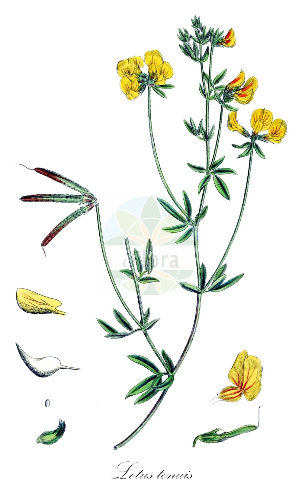 Historische Abbildung von Lotus tenuis (Schmalblättriger Hornklee - Narrow-leaved Bird's-Foot-Trefoil). Das Bild zeigt Blatt, Bluete, Frucht und Same. ---- Historical Drawing of Lotus tenuis (Schmalblättriger Hornklee - Narrow-leaved Bird's-Foot-Trefoil). The image is showing leaf, flower, fruit and seed.(Lotus tenuis,Schmalblättriger Hornklee,Narrow-leaved Bird's-Foot-Trefoil,Lotus glaber,Lotus macbridei,Lotus tenuifolius,Lotus tenuis,Schmalblaettriger Hornklee,Narrow-leaved Bird's-Foot-Trefoil,Narrow-leaf Bird's-Foot Trefoil,Slender Birdsfoot Trefoil,Lotus,Hornklee,Trefoil,Fabaceae,Schmetterlingsblütler,Pea family,Blatt,Bluete,Frucht,Same,leaf,flower,fruit,seed,Sowerby (1790-1813))