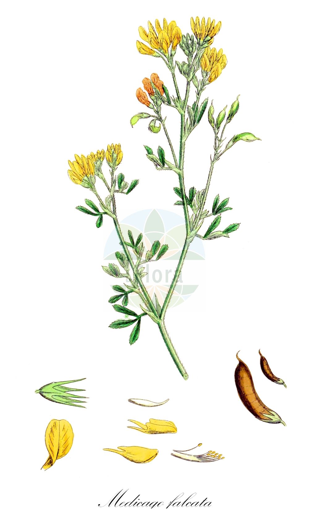 Historische Abbildung von Medicago falcata (Sichelklee - Sickle Medick). Das Bild zeigt Blatt, Bluete, Frucht und Same. ---- Historical Drawing of Medicago falcata (Sichelklee - Sickle Medick). The image is showing leaf, flower, fruit and seed.(Medicago falcata,Sichelklee,Sickle Medick,Medicago aurantiaca,Medicago borealis,Medicago falcata,Medicago falcata L. subsp.,Medicago glandulosa,Medicago kotovii,Medicago procumbens,Medicago quasifalcata,Medicago romanica,Medicago tenderiensis,Sichelklee,Bastard-Luzerne,Blaue Luzerne,Gelbe Luzerne,Gewoehnliche Luzerne,Sichel-Schneckenklee,Sickle Medick,Yellow Alfalfa,Yellow-flower Lucerne,Medicago,Schneckenklee,Alfalfa,Fabaceae,Schmetterlingsblütler,Pea family,Blatt,Bluete,Frucht,Same,leaf,flower,fruit,seed,Sowerby (1790-1813))