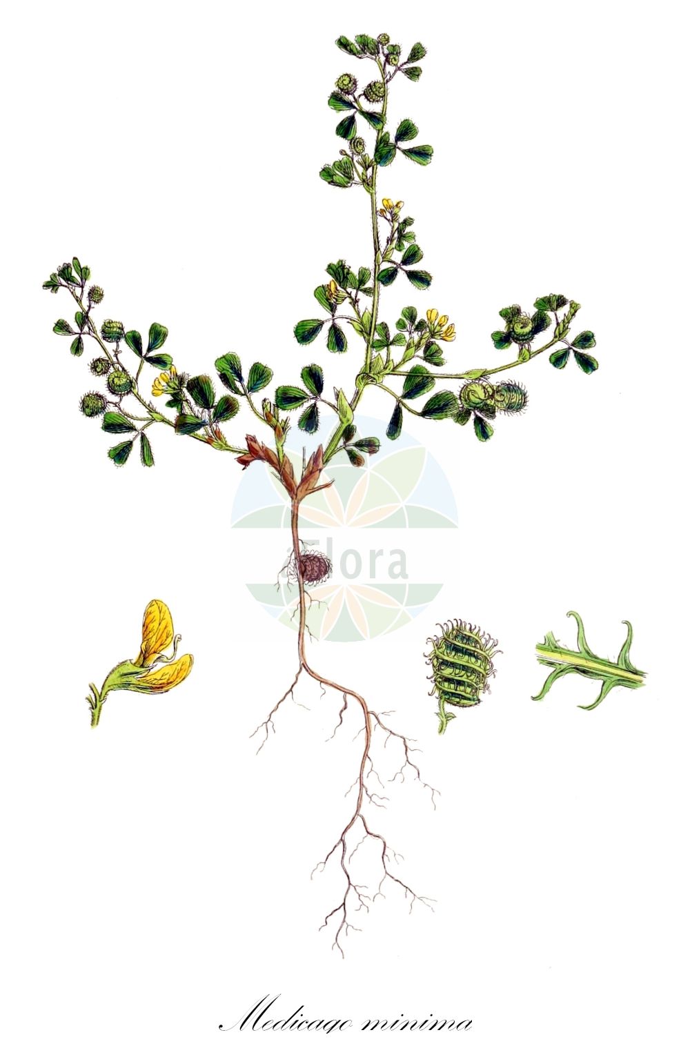 Historische Abbildung von Medicago minima (Zwerg-Schneckenklee - Bur Medick). Das Bild zeigt Blatt, Bluete, Frucht und Same. ---- Historical Drawing of Medicago minima (Zwerg-Schneckenklee - Bur Medick). The image is showing leaf, flower, fruit and seed.(Medicago minima,Zwerg-Schneckenklee,Bur Medick,Medicago hirsuta,Medicago minima,Medicago mollissima,Medicago ononidea,Medicago pulchella,Medicago recta,Zwerg-Schneckenklee,Bur Medick,Little Burclover,Small Medick,Medicago,Schneckenklee,Alfalfa,Fabaceae,Schmetterlingsblütler,Pea family,Blatt,Bluete,Frucht,Same,leaf,flower,fruit,seed,Sowerby (1790-1813))