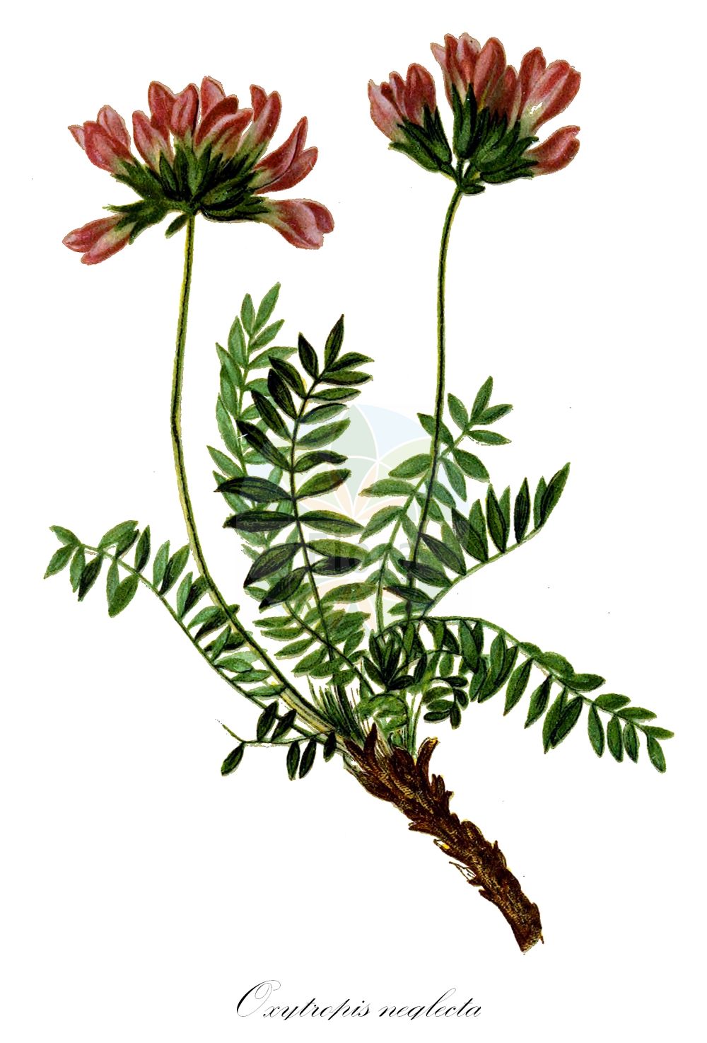 Historische Abbildung von Oxytropis neglecta. Das Bild zeigt Blatt, Bluete, Frucht und Same. ---- Historical Drawing of Oxytropis neglecta. The image is showing leaf, flower, fruit and seed.(Oxytropis neglecta,Astragalus pyrenaicus,Oxytropis carniolica,Oxytropis generosa,Oxytropis huteri,Oxytropis neglecta,Oxytropis pyrenaica,Oxytropis samnitica,Oxytropis,Fahnenwicke,Vetch,Fabaceae,Schmetterlingsblütler,Pea family,Blatt,Bluete,Frucht,Same,leaf,flower,fruit,seed,Hartinger & von Dalla Torre (1806f))