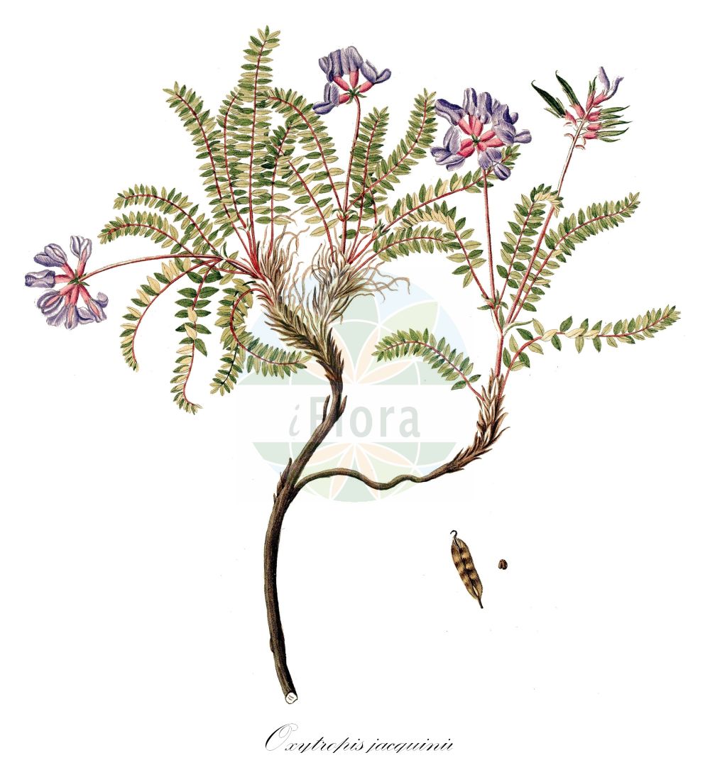 Historische Abbildung von Oxytropis jacquinii (Berg-Fahnenwicke - Mountain Vetch). Das Bild zeigt Blatt, Bluete, Frucht und Same. ---- Historical Drawing of Oxytropis jacquinii (Berg-Fahnenwicke - Mountain Vetch). The image is showing leaf, flower, fruit and seed.(Oxytropis jacquinii,Berg-Fahnenwicke,Mountain Vetch,Astragalus jacquinii,Oxytropis jacquinii,Oxytropis montana,Oxytropis montana subsp. jacquinii,Berg-Fahnenwicke,Mountain Vetch,Oxytropis,Fahnenwicke,Vetch,Fabaceae,Schmetterlingsblütler,Pea family,Blatt,Bluete,Frucht,Same,leaf,flower,fruit,seed)