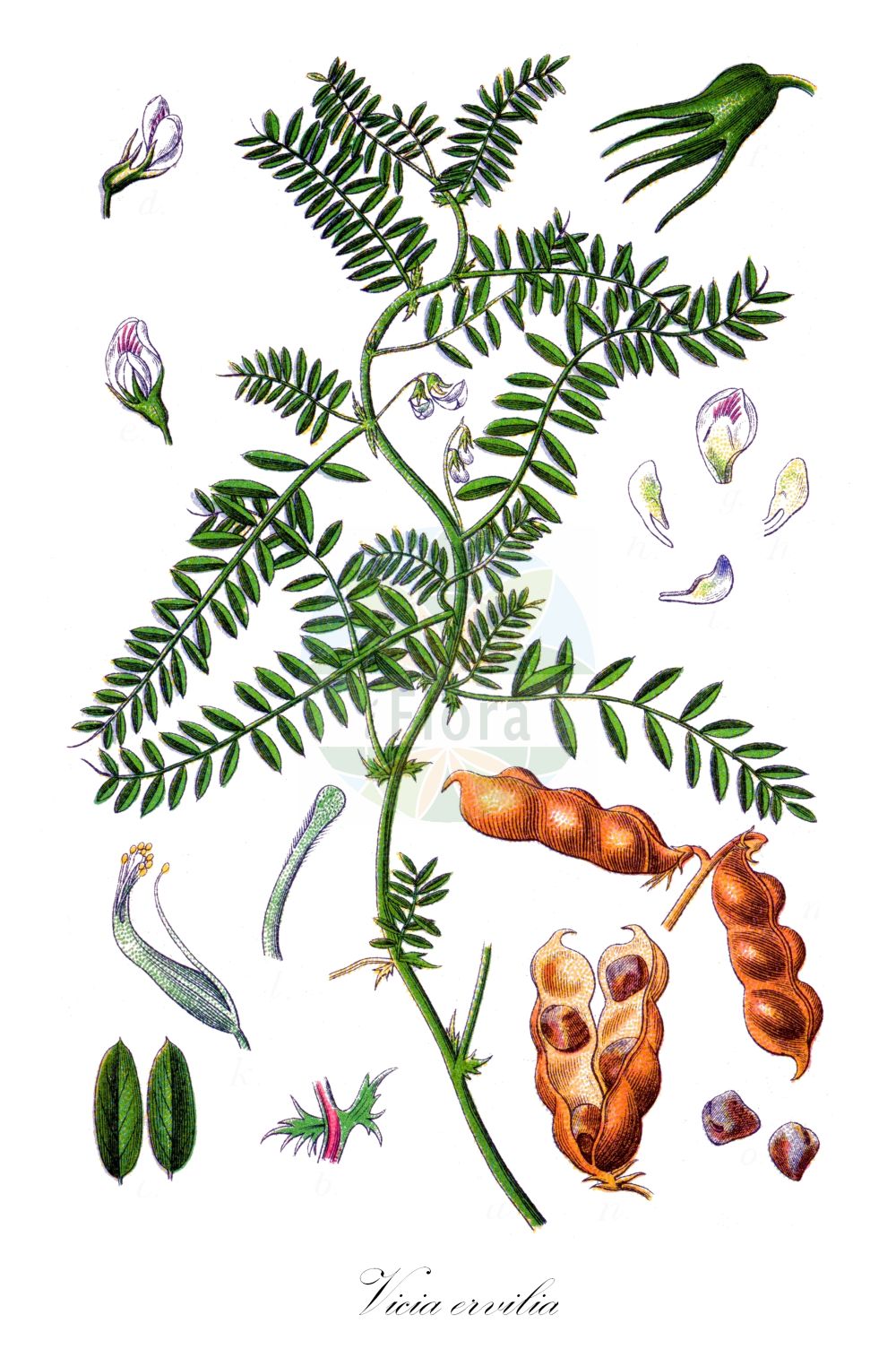 Historische Abbildung von Vicia ervilia. Das Bild zeigt Blatt, Bluete, Frucht und Same. ---- Historical Drawing of Vicia ervilia. The image is showing leaf, flower, fruit and seed.(Vicia ervilia,Ervilia sativa,Ervum ervilia,Lens pygmaea,Vicia ervilia,Vicia,Wicke,Vetch,Fabaceae,Schmetterlingsblütler,Pea family,Blatt,Bluete,Frucht,Same,leaf,flower,fruit,seed,Sturm (1796f))