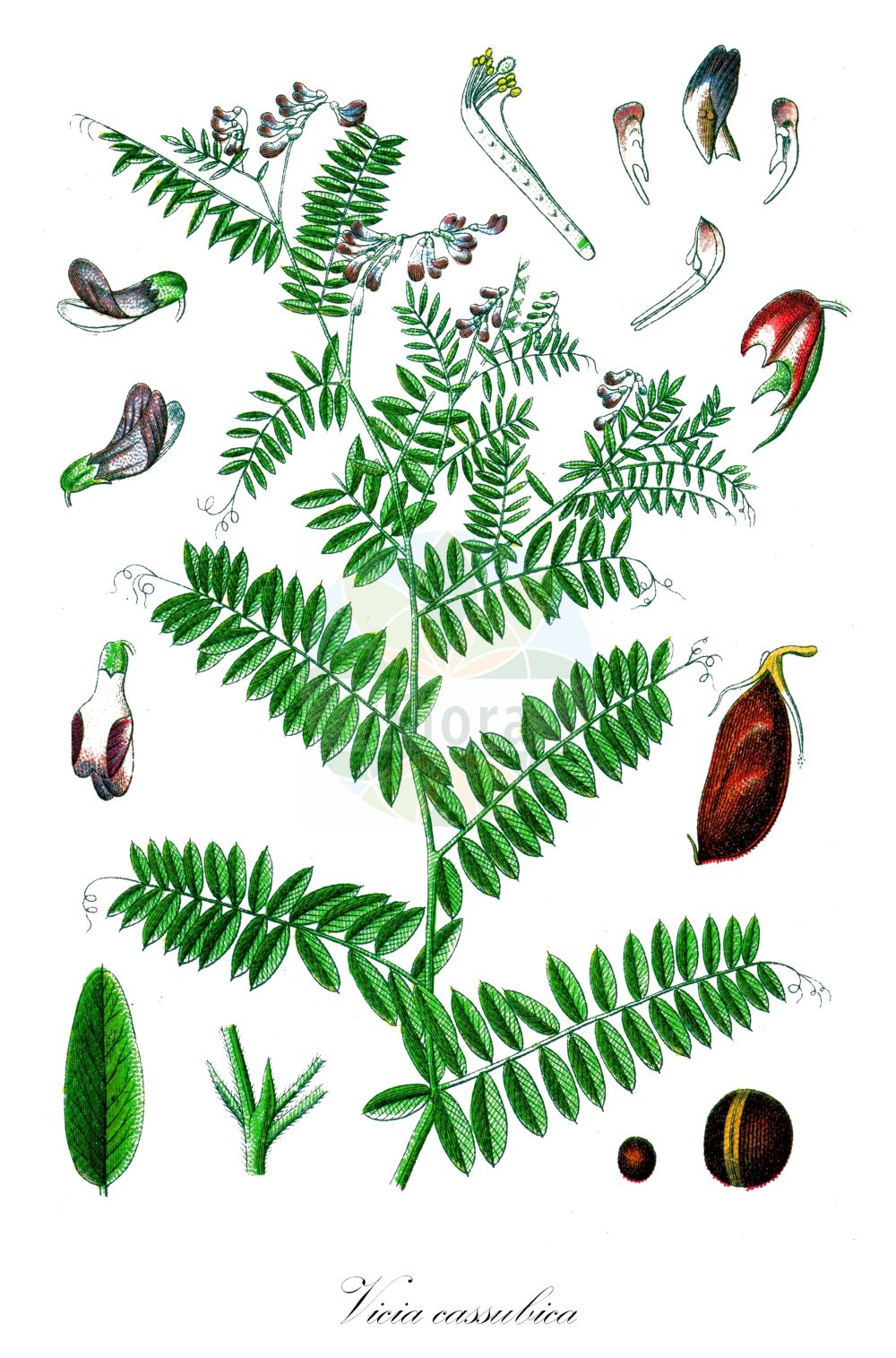 Historische Abbildung von Vicia cassubica (Kassuben-Wicke - Danzig Vetch). Das Bild zeigt Blatt, Bluete, Frucht und Same. ---- Historical Drawing of Vicia cassubica (Kassuben-Wicke - Danzig Vetch). The image is showing leaf, flower, fruit and seed.(Vicia cassubica,Kassuben-Wicke,Danzig Vetch,Ervum cassubicum,Vicia cassubica,Vicia monosperma,Kassuben-Wicke,Kaschuben-Wicke,Danzig Vetch,Kashubian Vetch,Vicia,Wicke,Vetch,Fabaceae,Schmetterlingsblütler,Pea family,Blatt,Bluete,Frucht,Same,leaf,flower,fruit,seed,Sturm (1796f))
