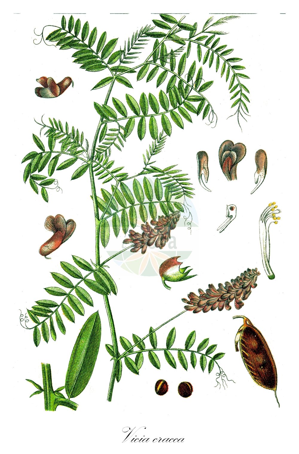 Historische Abbildung von Vicia cracca (Vogel-Wicke - Tufted Vetch). Das Bild zeigt Blatt, Bluete, Frucht und Same. ---- Historical Drawing of Vicia cracca (Vogel-Wicke - Tufted Vetch). The image is showing leaf, flower, fruit and seed.(Vicia cracca,Vogel-Wicke,Tufted Vetch,Cracca major,Vicia cracca,Vicia heteropus,Vicia macrophylla,Vicia oiana,Vicia variabilis,Vogel-Wicke,Tufted Vetch,Bird Vetch,Vicia,Wicke,Vetch,Fabaceae,Schmetterlingsblütler,Pea family,Blatt,Bluete,Frucht,Same,leaf,flower,fruit,seed,Sturm (1796f))