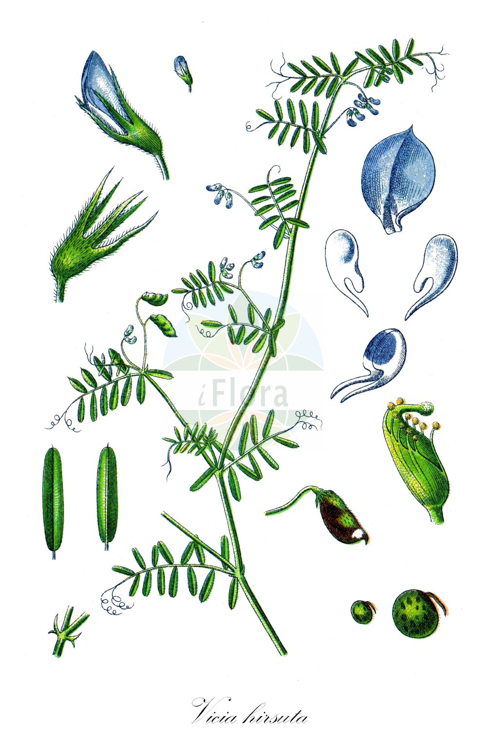 Historische Abbildung von Vicia hirsuta (Behaarte Wicke - Hairy Tare). Das Bild zeigt Blatt, Bluete, Frucht und Same. ---- Historical Drawing of Vicia hirsuta (Behaarte Wicke - Hairy Tare). The image is showing leaf, flower, fruit and seed.(Vicia hirsuta,Behaarte Wicke,Hairy Tare,Cracca hirsuta,Cracca minor,Endiusa hirsuta,Ervilia hirsuta,Ervilia vulgaris,Ervum filiforme,Ervum hirsutum,Vicia coreana,Vicia hirsuta,Vicia mitchellii,Vicia parviflora,Vicia taquetii,Vicioides hirsuta,Behaarte Wicke,Zitter-Wicke,Hairy Tare,Common Hairy Tare,Hairy Vetch,Tiny Vetch,Tyne Grass,Vicia,Wicke,Vetch,Fabaceae,Schmetterlingsblütler,Pea family,Blatt,Bluete,Frucht,Same,leaf,flower,fruit,seed,Sturm (1796f))