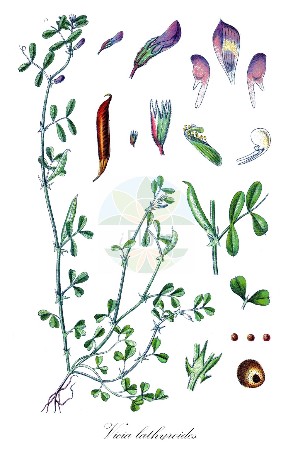 Historische Abbildung von Vicia lathyroides (Platterbsen-Wicke - Spring Vetch). Das Bild zeigt Blatt, Bluete, Frucht und Same. ---- Historical Drawing of Vicia lathyroides (Platterbsen-Wicke - Spring Vetch). The image is showing leaf, flower, fruit and seed.(Vicia lathyroides,Platterbsen-Wicke,Spring Vetch,Ervum lathyroides,Ervum soloniense,Vicia lathyroides,Vicia olbiensis,Platterbsen-Wicke,Fruehlings-Zwerg-Wicke,Sand-Wicke,Zwerg-Wicke,Spring Vetch,Vicia,Wicke,Vetch,Fabaceae,Schmetterlingsblütler,Pea family,Blatt,Bluete,Frucht,Same,leaf,flower,fruit,seed,Sturm (1796f))
