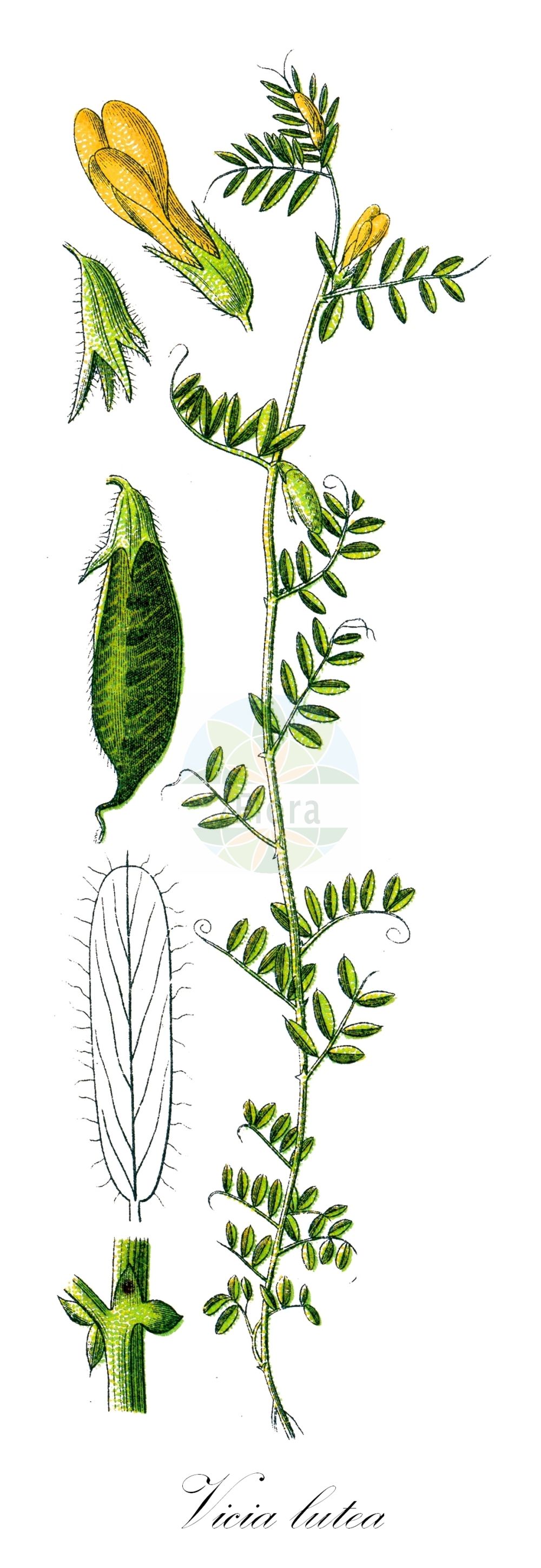 Historische Abbildung von Vicia lutea (Gelbe Wicke - Yellow-vetch). Das Bild zeigt Blatt, Bluete, Frucht und Same. ---- Historical Drawing of Vicia lutea (Gelbe Wicke - Yellow-vetch). The image is showing leaf, flower, fruit and seed.(Vicia lutea,Gelbe Wicke,Yellow-vetch,Hypechusa lutea,Vicia ciliata,Vicia lineata,Vicia lutea,Vicia lutea subsp. cavanillesii,Gelbe Wicke,Yellow-vetch,Smooth Yellow Vetch,Vicia,Wicke,Vetch,Fabaceae,Schmetterlingsblütler,Pea family,Blatt,Bluete,Frucht,Same,leaf,flower,fruit,seed,Sturm (1796f))