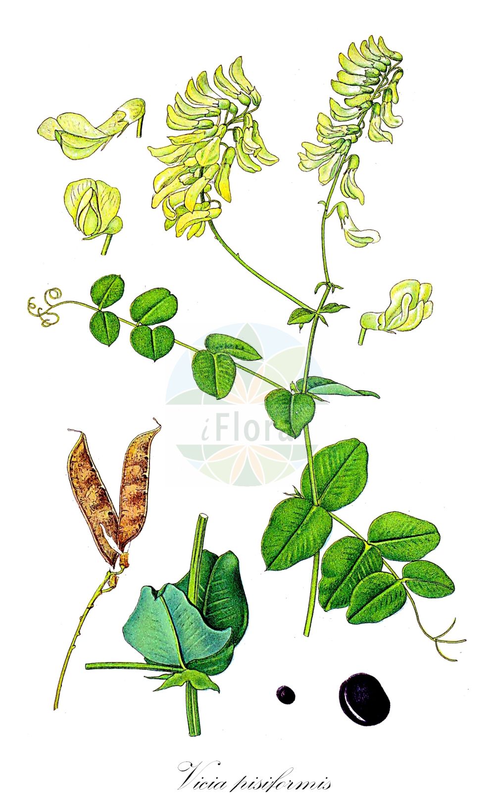 Historische Abbildung von Vicia pisiformis (Erbsen-Wicke - Pale-flower Vetch). Das Bild zeigt Blatt, Bluete, Frucht und Same. ---- Historical Drawing of Vicia pisiformis (Erbsen-Wicke - Pale-flower Vetch). The image is showing leaf, flower, fruit and seed.(Vicia pisiformis,Erbsen-Wicke,Pale-flower Vetch,Ervum pisiforme,Vicia pisiformis,Erbsen-Wicke,Pale-flower Vetch,Pale-flowered Vetch,Pea-shaped Vetch,Pea Vetch,Vicia,Wicke,Vetch,Fabaceae,Schmetterlingsblütler,Pea family,Blatt,Bluete,Frucht,Same,leaf,flower,fruit,seed,Lindman (1901-1905))