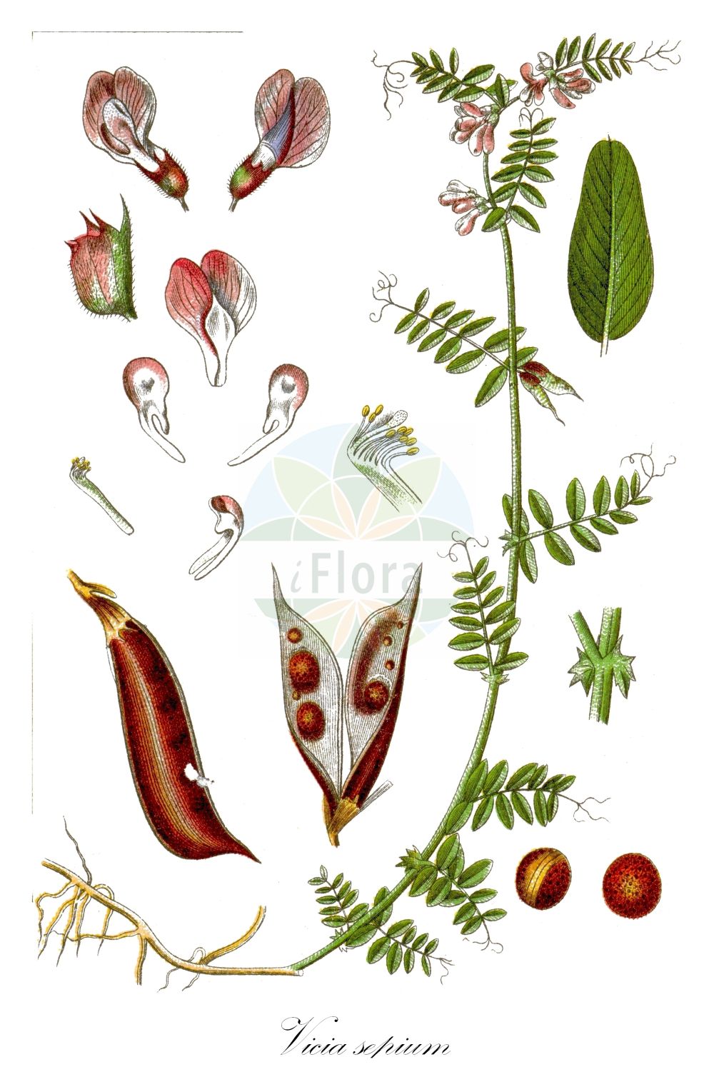 Historische Abbildung von Vicia sepium (Zaun-Wicke - Bush Vetch). Das Bild zeigt Blatt, Bluete, Frucht und Same. ---- Historical Drawing of Vicia sepium (Zaun-Wicke - Bush Vetch). The image is showing leaf, flower, fruit and seed.(Vicia sepium,Zaun-Wicke,Bush Vetch,Vicia basilei,Vicia sepium,Zaun-Wicke,Bush Vetch,Hedge Vetch,Wood Vetch,Vicia,Wicke,Vetch,Fabaceae,Schmetterlingsblütler,Pea family,Blatt,Bluete,Frucht,Same,leaf,flower,fruit,seed,Sturm (1796f))