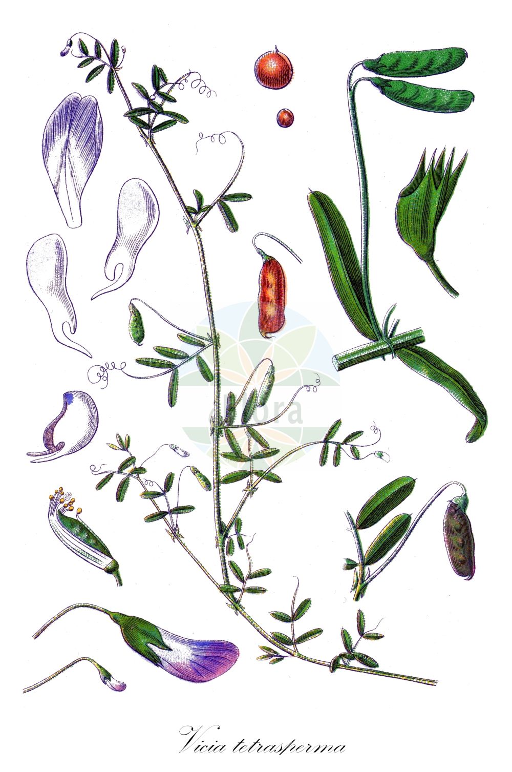 Historische Abbildung von Vicia tetrasperma (Viersamige Wicke - Smooth Tare). Das Bild zeigt Blatt, Bluete, Frucht und Same. ---- Historical Drawing of Vicia tetrasperma (Viersamige Wicke - Smooth Tare). The image is showing leaf, flower, fruit and seed.(Vicia tetrasperma,Viersamige Wicke,Smooth Tare,Ervum tenuissimum,Ervum tetraspermum,Vicia gemella,Vicia tetrasperma,Vicia tetrasperma var. gracilis,Viersamige Wicke,Viersamige Wicke,Smooth Tare,Four-seed Vetch,Lentil Vetch,Lentil Tare,Slender Vetch,Sparrow Vetch,Vicia,Wicke,Vetch,Fabaceae,Schmetterlingsblütler,Pea family,Blatt,Bluete,Frucht,Same,leaf,flower,fruit,seed,Sturm (1796f))