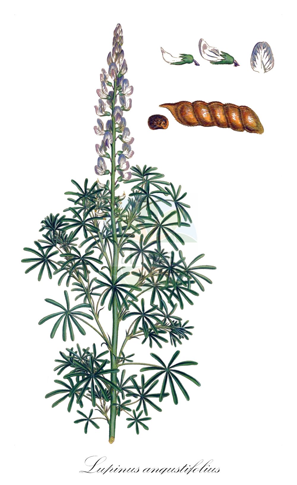 Historische Abbildung von Lupinus angustifolius (Blaue Lupine - Narrow-leaved Lupin). Das Bild zeigt Blatt, Bluete, Frucht und Same. ---- Historical Drawing of Lupinus angustifolius (Blaue Lupine - Narrow-leaved Lupin). The image is showing leaf, flower, fruit and seed.(Lupinus angustifolius,Blaue Lupine,Narrow-leaved Lupin,Lupinus angustifolius,Blaue Lupine,Schmalblaettrige Lupine,Narrow-leaved Lupin,Blue Lupin,Narrowleaf Lupine,Blue Lupine,Annual Lupin,Foxtail Lupin,Lupinus,Lupine,Lupine,Fabaceae,Schmetterlingsblütler,Pea family,Blatt,Bluete,Frucht,Same,leaf,flower,fruit,seed,Sibthorp & Smith (1806-1840))