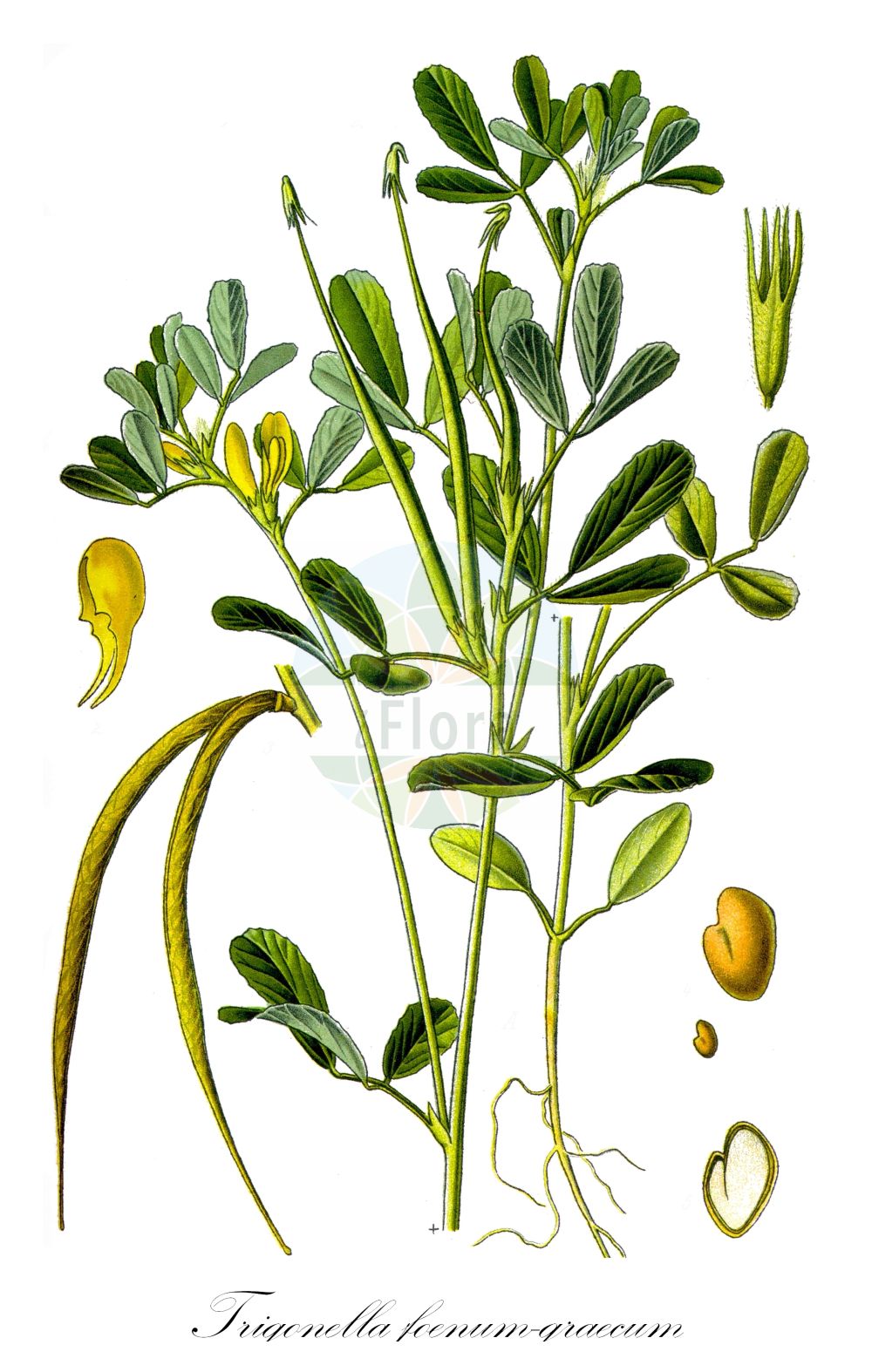 Historische Abbildung von Trigonella foenum-graecum (Fenugreek). Das Bild zeigt Blatt, Bluete, Frucht und Same. ---- Historical Drawing of Trigonella foenum-graecum (Fenugreek). The image is showing leaf, flower, fruit and seed.(Trigonella foenum-graecum,Fenugreek,Trigonella foenum-graecum,Trigonella tibetana,Trigonella,Fabaceae,Schmetterlingsblütler,Pea family,Blatt,Bluete,Frucht,Same,leaf,flower,fruit,seed,Thomé (1885))