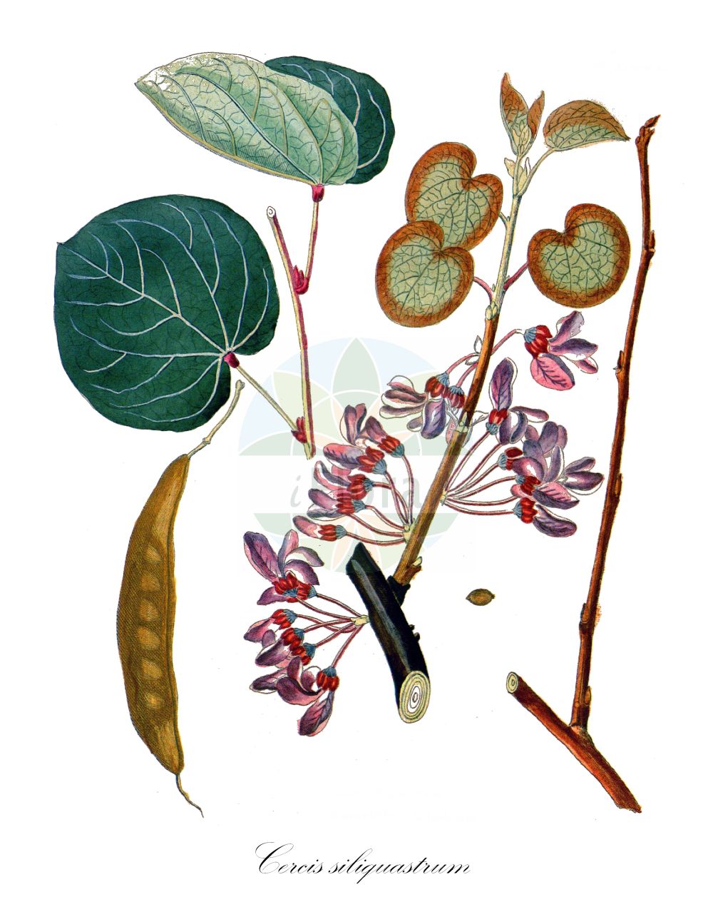 Historische Abbildung von Cercis siliquastrum. ---- Historical Drawing of Cercis siliquastrum.(Cercis siliquastrum,Cercis siliquastrum,Siliquastrum orbicularis,Cercis,Fabaceae,Schmetterlingsblütler,Pea family,Krauss (1802f))