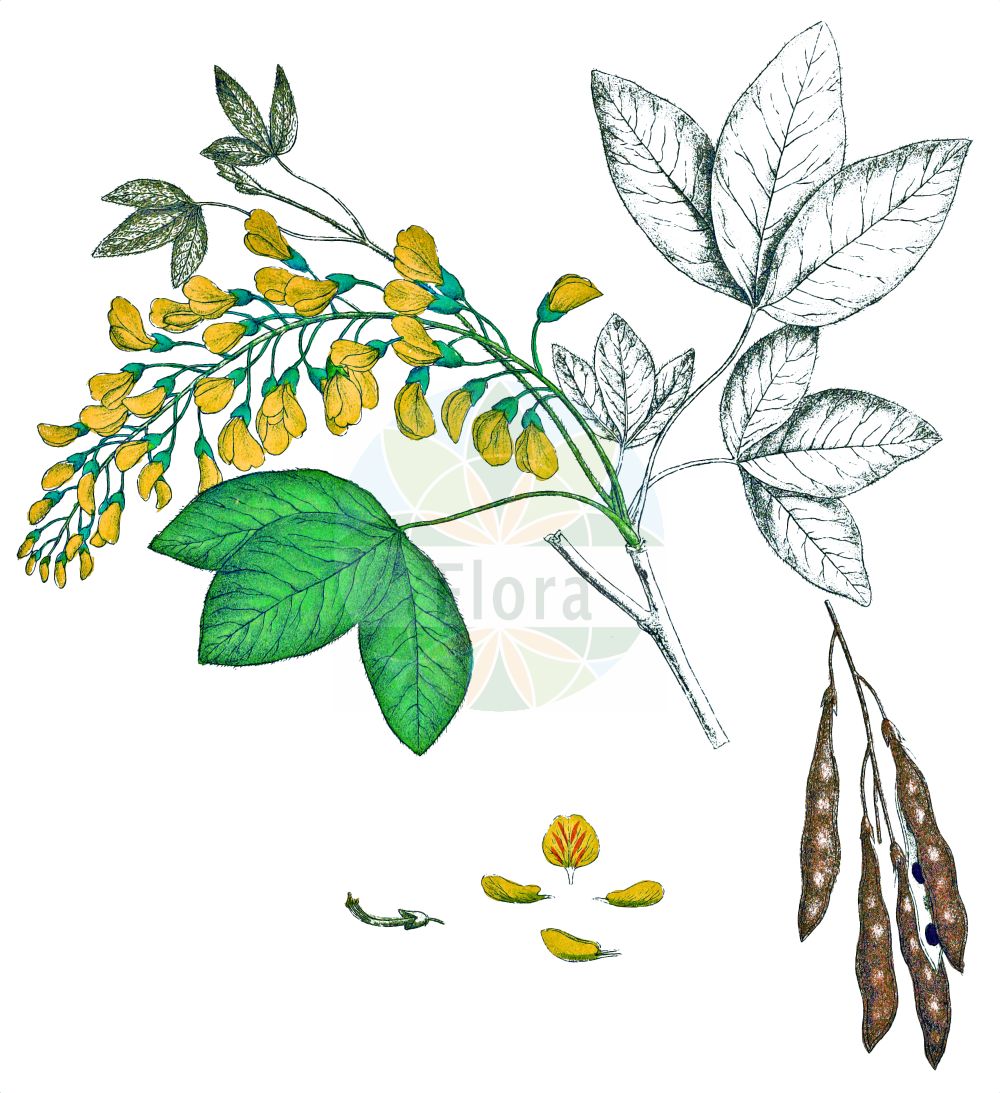 Historische Abbildung von Laburnum anagyroides (Gewöhnlicher Goldregen - Laburnum). Das Bild zeigt Blatt, Bluete, Frucht und Same. ---- Historical Drawing of Laburnum anagyroides (Gewöhnlicher Goldregen - Laburnum). The image is showing leaf, flower, fruit and seed.(Laburnum anagyroides,Gewöhnlicher Goldregen,Laburnum,Cytisus laburnum,Laburnum anagyroides,Laburnum vulgare,Gewoehnlicher Goldregen,Laburnum,False Ebony,Golden Chain Tree,Golden Chain,Golden Chain Laburnum,Golden Rain,Laburnum,Goldregen,Golden Chain,Fabaceae,Schmetterlingsblütler,Pea family,Blatt,Bluete,Frucht,Same,leaf,flower,fruit,seed,Krebs (1826-1832))