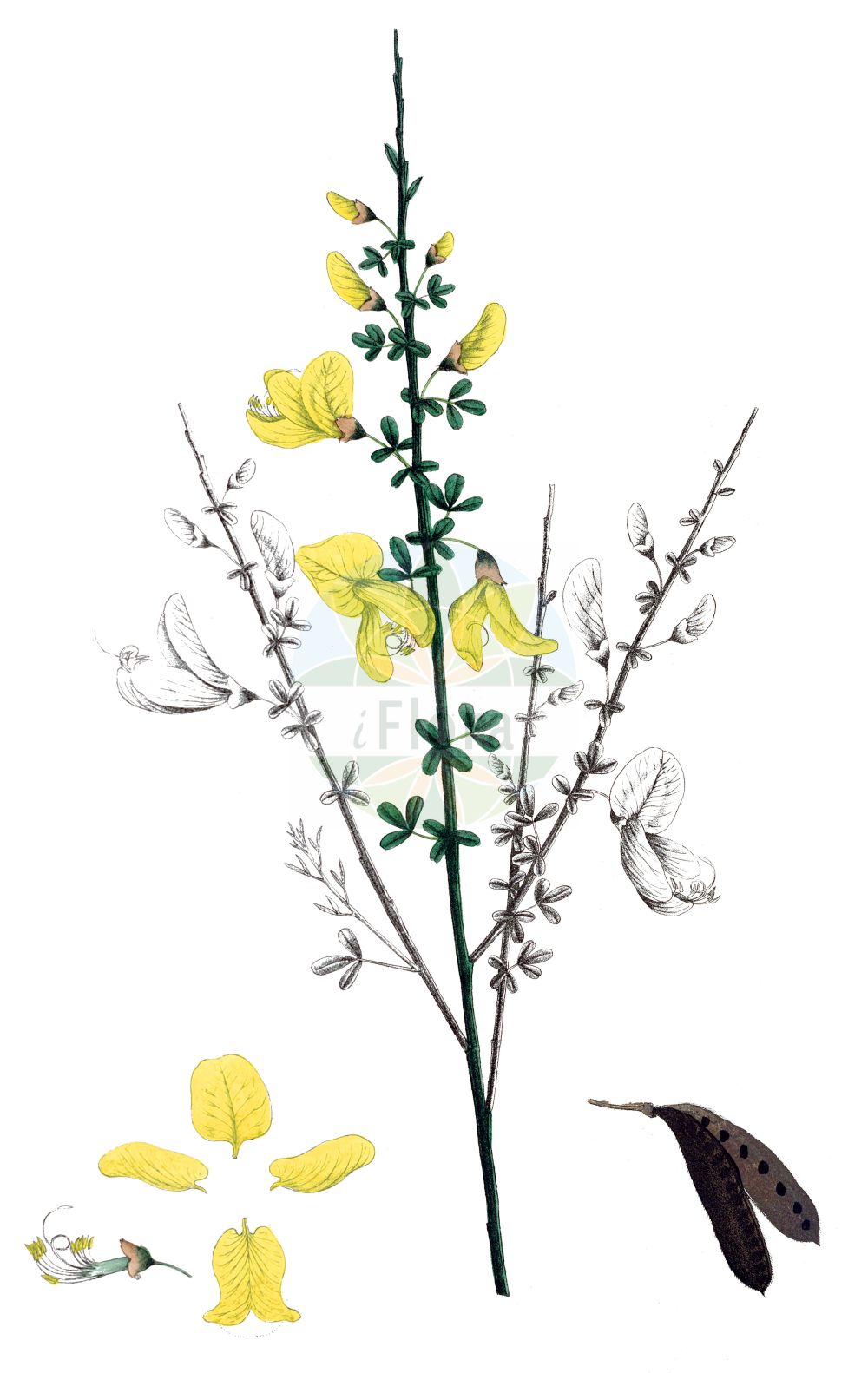 Historische Abbildung von Cytisus scoparius (Besenginster - Broom). Das Bild zeigt Blatt, Bluete, Frucht und Same. ---- Historical Drawing of Cytisus scoparius (Besenginster - Broom). The image is showing leaf, flower, fruit and seed.(Cytisus scoparius,Besenginster,Broom,Cytisus scoparius,Sarothamnus bourgaei,Sarothamnus oxyphyllus,Sarothamnus scoparius,Sarothamnus vulgaris,Spartium scoparium,Besenginster,Besenpfrieme,Gewoehnlicher Besenginster,Ramse,Broom,Prostrate Broom,Scotch Broom,Common Broom,English Broom,Scottish Broom,Cytisus,Geißklee,Broom,Fabaceae,Schmetterlingsblütler,Pea family,Blatt,Bluete,Frucht,Same,leaf,flower,fruit,seed,Krebs (1826-1832))