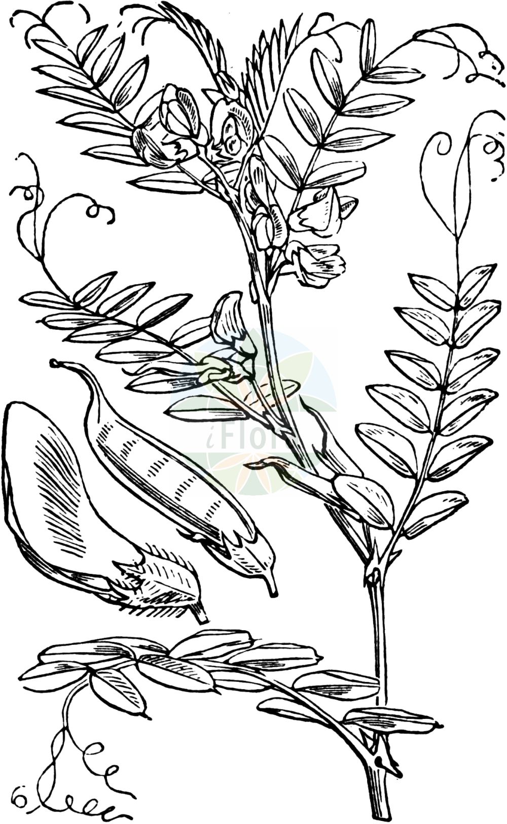 Historische Abbildung von Vicia sepium (Zaun-Wicke - Bush Vetch). Das Bild zeigt Blatt, Bluete, Frucht und Same. ---- Historical Drawing of Vicia sepium (Zaun-Wicke - Bush Vetch). The image is showing leaf, flower, fruit and seed.(Vicia sepium,Zaun-Wicke,Bush Vetch,Vicia basilei,Vicia sepium,Zaun-Wicke,Bush Vetch,Hedge Vetch,Wood Vetch,Vicia,Wicke,Vetch,Fabaceae,Schmetterlingsblütler,Pea family,Blatt,Bluete,Frucht,Same,leaf,flower,fruit,seed,Fitch et al. (1880))