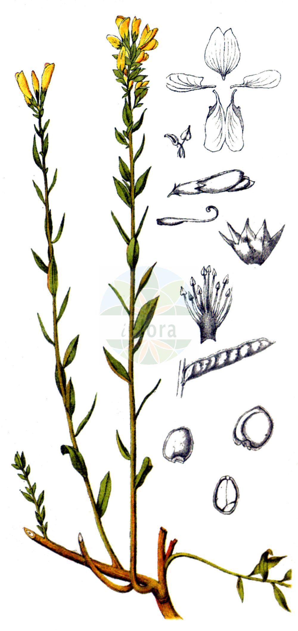 Historische Abbildung von Genista tinctoria (Färber-Ginster - Dyer's Greenweed). Das Bild zeigt Blatt, Bluete, Frucht und Same. ---- Historical Drawing of Genista tinctoria (Färber-Ginster - Dyer's Greenweed). The image is showing leaf, flower, fruit and seed.(Genista tinctoria,Färber-Ginster,Dyer's Greenweed,Cytisus tinctoria,Genista alpestris,Genista anxantica,Genista borysthenica,Genista campestris,Genista donetzica,Genista elata,Genista elatior,Genista humilis,Genista hungarica,Genista lasiocarpa,Genista mantica,Genista marginata,Genista mayeri,Genista oligosperma,Genista ovata,Genista patula,Genista perreymondii,Genista ptilophylla,Genista pubescens,Genista rupestris,Genista sibirica,Genista tanaitica,Genista tenuifolia,Genista tinctoria,Genista virgata,Genistoides elata,Genistoides tinctoria,Faerber-Ginster,Kuesten-Faerberginster,Dyer's Greenweed,Dyer's Broom,Dyer's Greenwood,Woad-waxen,Genista,Ginster,Broom,Fabaceae,Schmetterlingsblütler,Pea family,Blatt,Bluete,Frucht,Same,leaf,flower,fruit,seed,Millspaugh (1892))