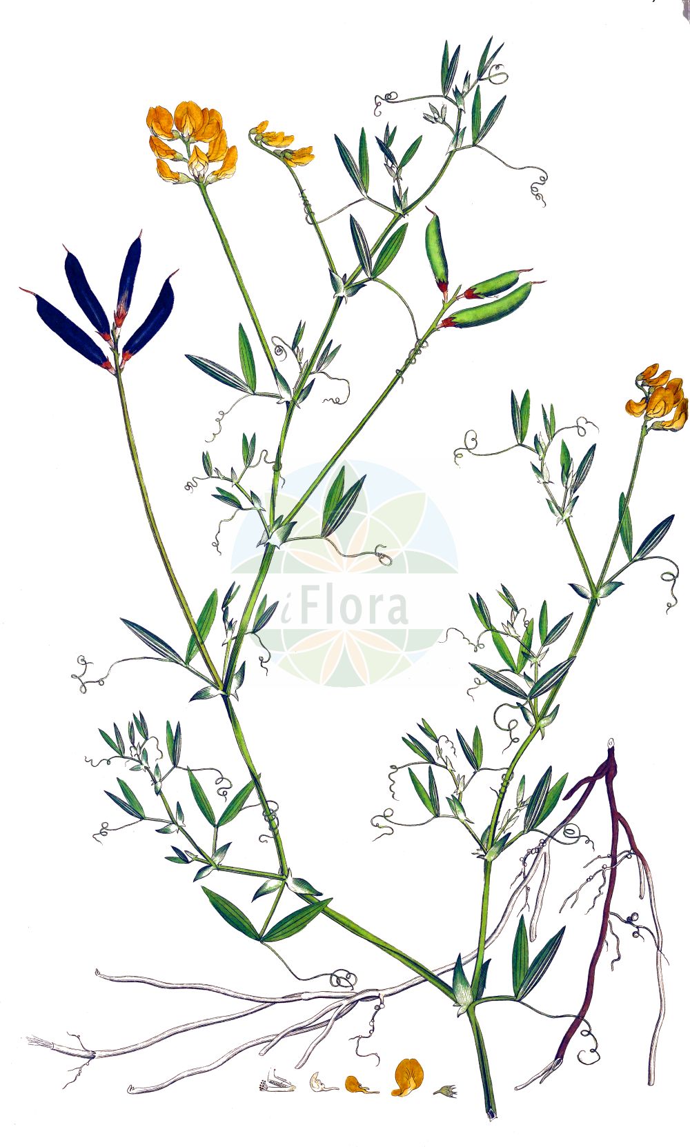 Historische Abbildung von Lathyrus pratensis (Wiesen-Platterbse - Meadow Vetchling). Das Bild zeigt Blatt, Bluete, Frucht und Same. ---- Historical Drawing of Lathyrus pratensis (Wiesen-Platterbse - Meadow Vetchling). The image is showing leaf, flower, fruit and seed.(Lathyrus pratensis,Wiesen-Platterbse,Meadow Vetchling,Lathyrus pratensis,Orobus pratensis,Wiesen-Platterbse,Meadow Vetchling,Meadow Pea Vine,Meadow Pea,Yellow Vetchling,Lathyrus,Platterbse,Pea,Fabaceae,Schmetterlingsblütler,Pea family,Blatt,Bluete,Frucht,Same,leaf,flower,fruit,seed,Curtis (1777-1798))