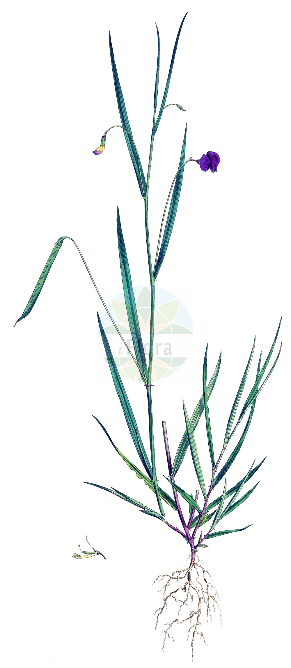 Historische Abbildung von Lathyrus nissolia (Gras-Platterbse - Grass Vetchling). Das Bild zeigt Blatt, Bluete, Frucht und Same. ---- Historical Drawing of Lathyrus nissolia (Gras-Platterbse - Grass Vetchling). The image is showing leaf, flower, fruit and seed.(Lathyrus nissolia,Gras-Platterbse,Grass Vetchling,Lathyrus nissolia,Orobus nissolia,Gras-Platterbse,Blattlose Platterbse,Grass Vetchling,Grass Pea,Lathyrus,Platterbse,Pea,Fabaceae,Schmetterlingsblütler,Pea family,Blatt,Bluete,Frucht,Same,leaf,flower,fruit,seed,Curtis (1777-1798))