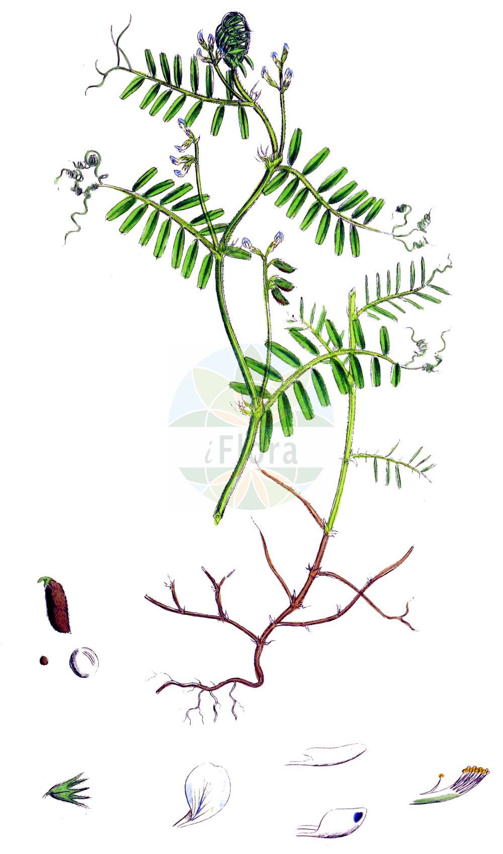 Historische Abbildung von Vicia hirsuta (Behaarte Wicke - Hairy Tare). Das Bild zeigt Blatt, Bluete, Frucht und Same. ---- Historical Drawing of Vicia hirsuta (Behaarte Wicke - Hairy Tare). The image is showing leaf, flower, fruit and seed.(Vicia hirsuta,Behaarte Wicke,Hairy Tare,Cracca hirsuta,Cracca minor,Endiusa hirsuta,Ervilia hirsuta,Ervilia vulgaris,Ervum filiforme,Ervum hirsutum,Vicia coreana,Vicia hirsuta,Vicia mitchellii,Vicia parviflora,Vicia taquetii,Vicioides hirsuta,Behaarte Wicke,Zitter-Wicke,Hairy Tare,Common Hairy Tare,Hairy Vetch,Tiny Vetch,Tyne Grass,Vicia,Wicke,Vetch,Fabaceae,Schmetterlingsblütler,Pea family,Blatt,Bluete,Frucht,Same,leaf,flower,fruit,seed,Sowerby (1790-1813))