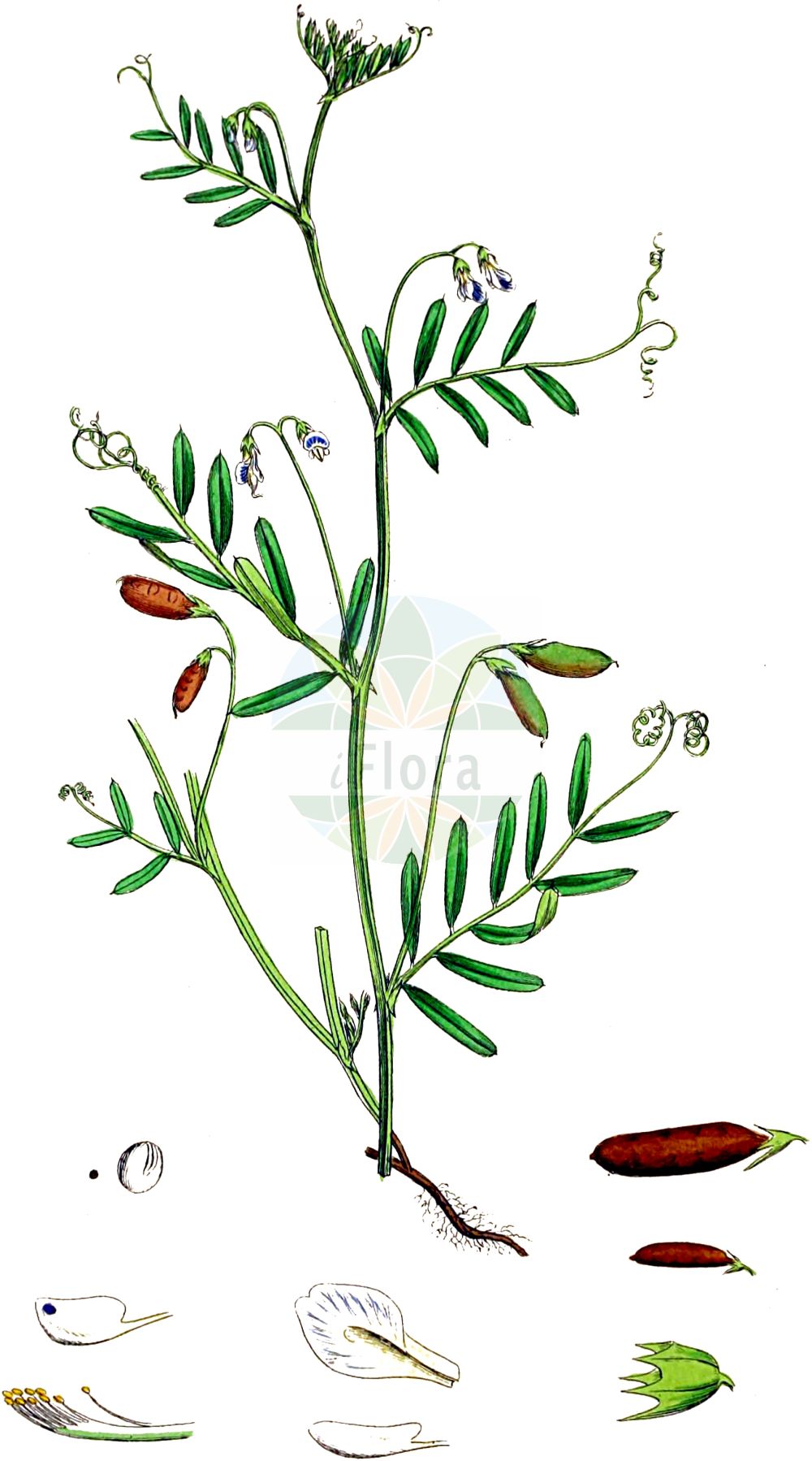 Historische Abbildung von Vicia tetrasperma (Viersamige Wicke - Smooth Tare). Das Bild zeigt Blatt, Bluete, Frucht und Same. ---- Historical Drawing of Vicia tetrasperma (Viersamige Wicke - Smooth Tare). The image is showing leaf, flower, fruit and seed.(Vicia tetrasperma,Viersamige Wicke,Smooth Tare,Ervum tenuissimum,Ervum tetraspermum,Vicia gemella,Vicia tetrasperma,Vicia tetrasperma var. gracilis,Viersamige Wicke,Viersamige Wicke,Smooth Tare,Four-seed Vetch,Lentil Vetch,Lentil Tare,Slender Vetch,Sparrow Vetch,Vicia,Wicke,Vetch,Fabaceae,Schmetterlingsblütler,Pea family,Blatt,Bluete,Frucht,Same,leaf,flower,fruit,seed,Sowerby (1790-1813))