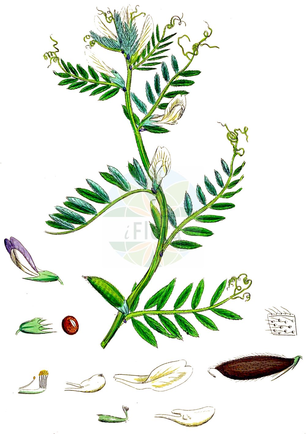 Historische Abbildung von Vicia lutea (Gelbe Wicke - Yellow-vetch). Das Bild zeigt Blatt, Bluete, Frucht und Same. ---- Historical Drawing of Vicia lutea (Gelbe Wicke - Yellow-vetch). The image is showing leaf, flower, fruit and seed.(Vicia lutea,Gelbe Wicke,Yellow-vetch,Hypechusa lutea,Vicia ciliata,Vicia lineata,Vicia lutea,Vicia lutea subsp. cavanillesii,Gelbe Wicke,Yellow-vetch,Smooth Yellow Vetch,Vicia,Wicke,Vetch,Fabaceae,Schmetterlingsblütler,Pea family,Blatt,Bluete,Frucht,Same,leaf,flower,fruit,seed,Sowerby (1790-1813))