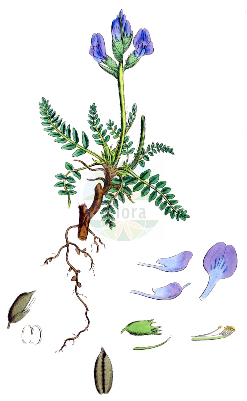 Historische Abbildung von Oxytropis halleri (Purple Oxytropis). Das Bild zeigt Blatt, Bluete, Frucht und Same. ---- Historical Drawing of Oxytropis halleri (Purple Oxytropis). The image is showing leaf, flower, fruit and seed.(Oxytropis halleri,Purple Oxytropis,Astragalus sericeus,Astragalus variabilis,Astragalus velutinus,Oxytropis halleri,Oxytropis,Fahnenwicke,Vetch,Fabaceae,Schmetterlingsblütler,Pea family,Blatt,Bluete,Frucht,Same,leaf,flower,fruit,seed,Sowerby (1790-1813))