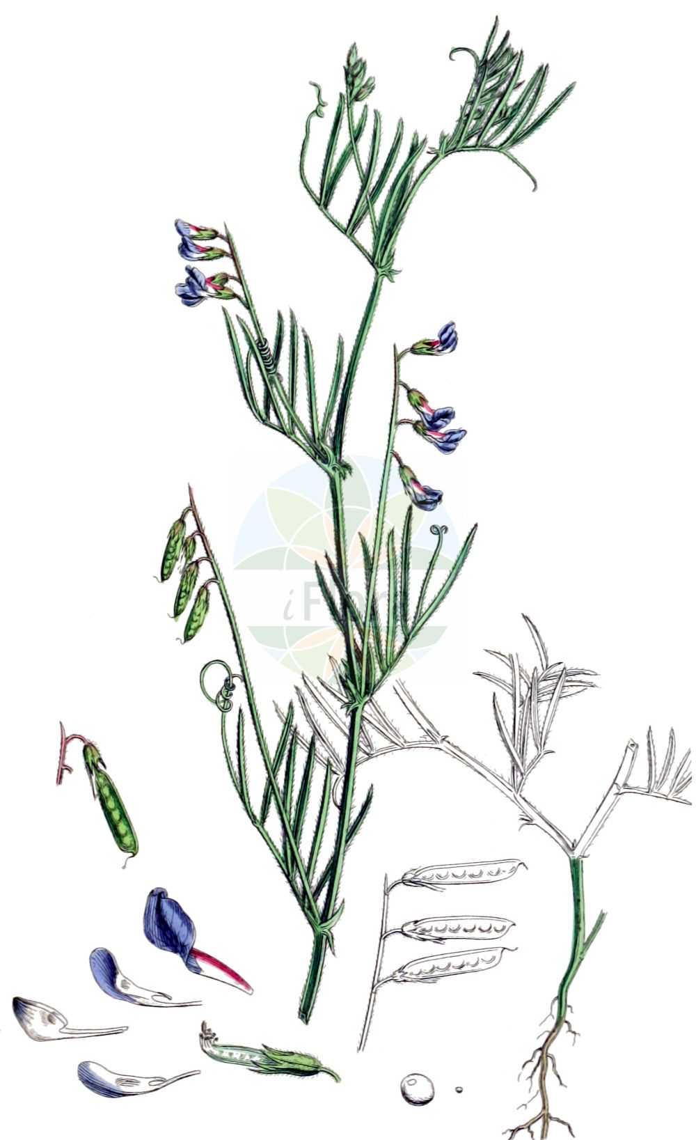 Historische Abbildung von Vicia parviflora (Zierliche Wicke - Slender Tare). Das Bild zeigt Blatt, Bluete, Frucht und Same. ---- Historical Drawing of Vicia parviflora (Zierliche Wicke - Slender Tare). The image is showing leaf, flower, fruit and seed.(Vicia parviflora,Zierliche Wicke,Slender Tare,Ervum gracile,Vicia gracilis,Vicia laxiflora,Vicia parviflora,Vicia tetrasperma var. tenuissima,Zierliche Wicke,Slender Tare,Slender Vetch,Vicia,Wicke,Vetch,Fabaceae,Schmetterlingsblütler,Pea family,Blatt,Bluete,Frucht,Same,leaf,flower,fruit,seed,Sowerby (1790-1813))