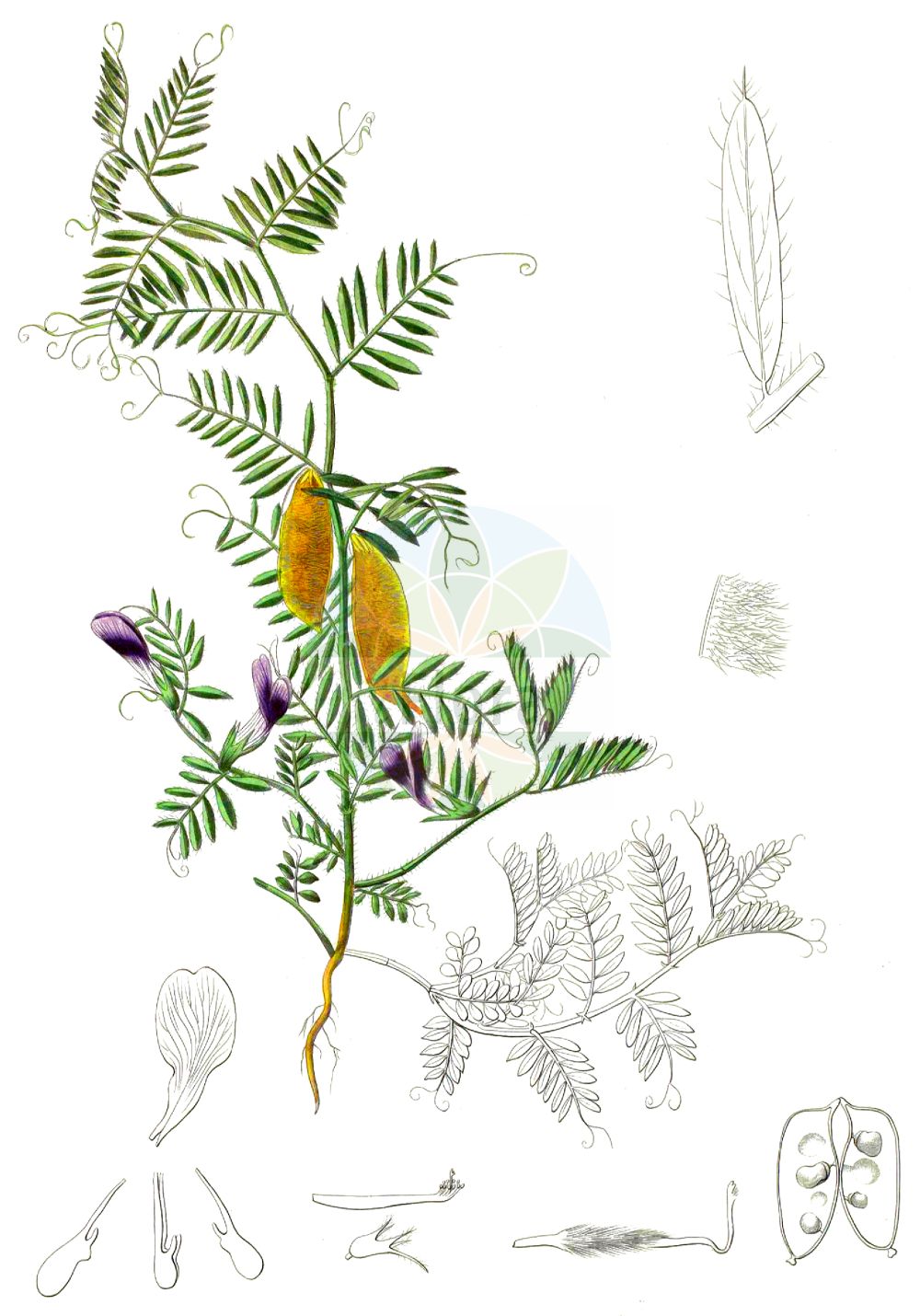 Historische Abbildung von Vicia lutea (Gelbe Wicke - Yellow-vetch). Das Bild zeigt Blatt, Bluete, Frucht und Same. ---- Historical Drawing of Vicia lutea (Gelbe Wicke - Yellow-vetch). The image is showing leaf, flower, fruit and seed.(Vicia lutea,Gelbe Wicke,Yellow-vetch,Hypechusa lutea,Vicia ciliata,Vicia lineata,Vicia lutea,Vicia lutea subsp. cavanillesii,Gelbe Wicke,Yellow-vetch,Smooth Yellow Vetch,Vicia,Wicke,Vetch,Fabaceae,Schmetterlingsblütler,Pea family,Blatt,Bluete,Frucht,Same,leaf,flower,fruit,seed)