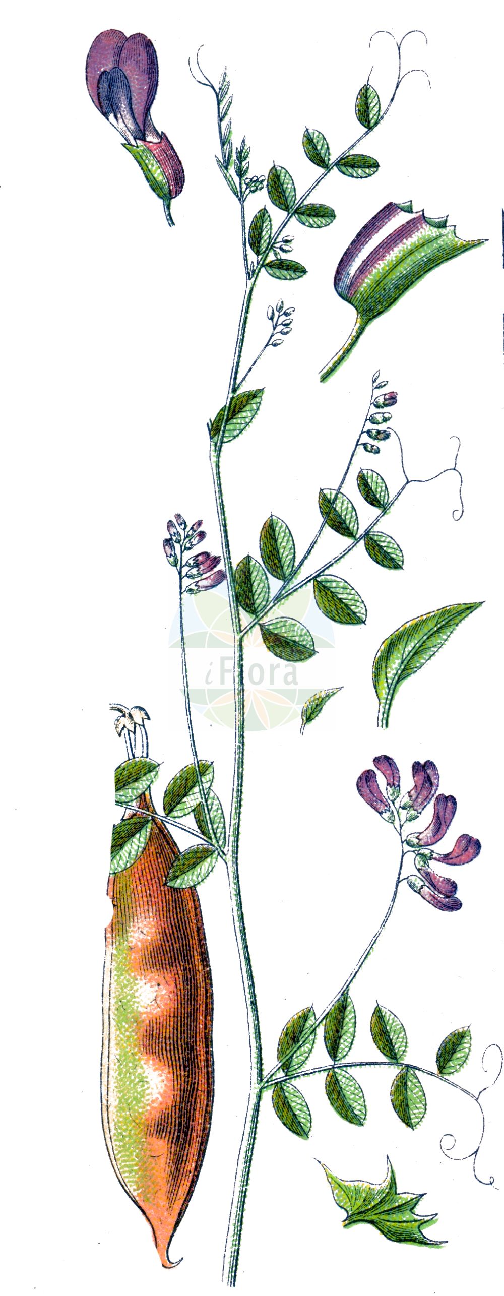 Historische Abbildung von Vicia dumetorum (Hecken-Wicke - Purple Wood Vetch). Das Bild zeigt Blatt, Bluete, Frucht und Same. ---- Historical Drawing of Vicia dumetorum (Hecken-Wicke - Purple Wood Vetch). The image is showing leaf, flower, fruit and seed.(Vicia dumetorum,Hecken-Wicke,Purple Wood Vetch,Abacosa dumetorum,Vicia dumetorum,Vicia variegata,Hecken-Wicke,Hain-Wicke,Purple Wood Vetch,Vicia,Wicke,Vetch,Fabaceae,Schmetterlingsblütler,Pea family,Blatt,Bluete,Frucht,Same,leaf,flower,fruit,seed,Sturm (1796f))