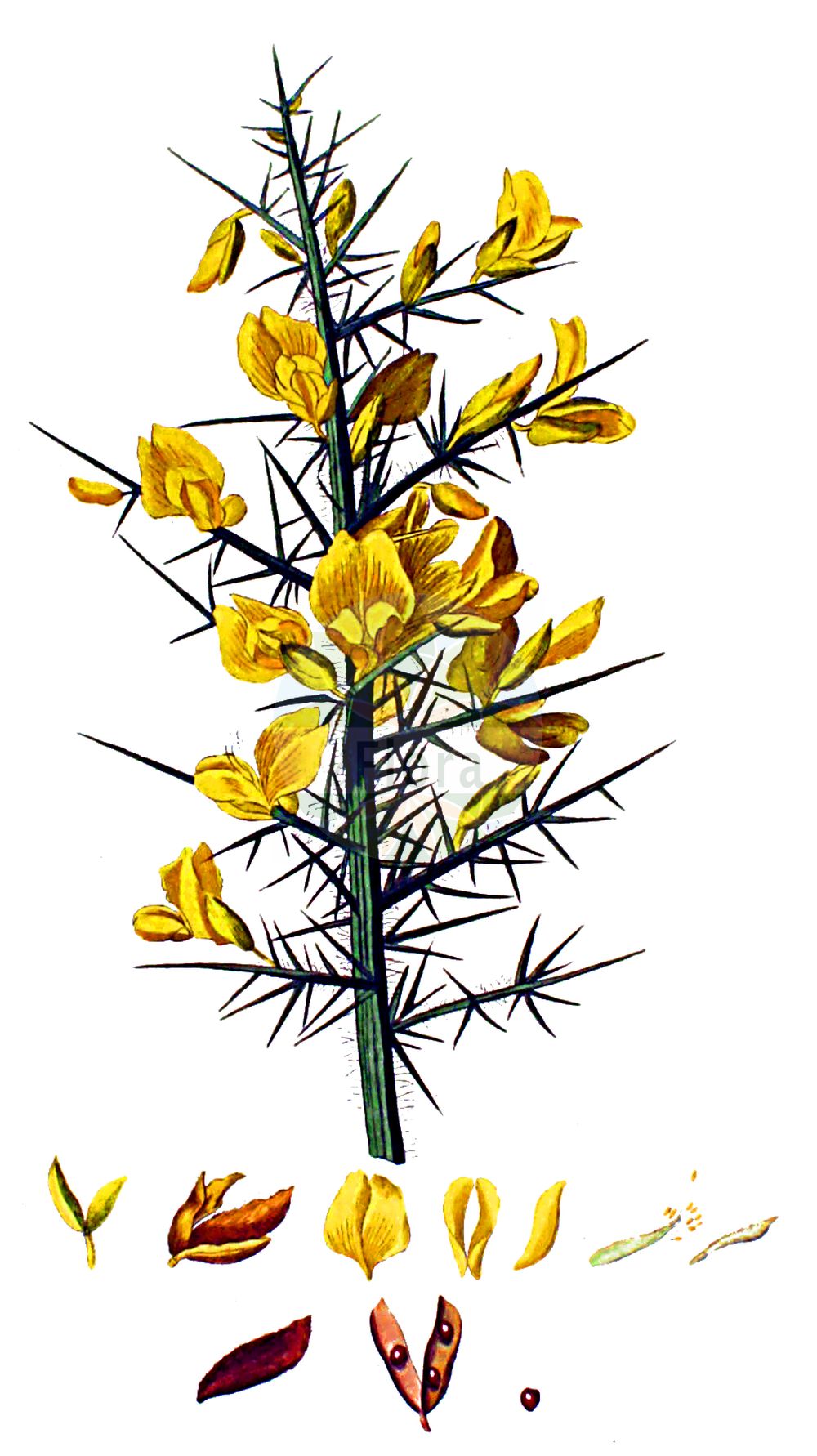 Historische Abbildung von Ulex europaeus (Europäischer Stechginster - Gorse). Das Bild zeigt Blatt, Bluete, Frucht und Same. ---- Historical Drawing of Ulex europaeus (Europäischer Stechginster - Gorse). The image is showing leaf, flower, fruit and seed.(Ulex europaeus,Europäischer Stechginster,Gorse,Ulex armoricanus,Ulex compositus,Ulex europaeus,Ulex floridus,Ulex hibernicus,Ulex major,Ulex strictus,Ulex vernalis,Europaeischer Stechginster,Gaspeldorn,Gewoehnlicher Stechginster,Heckensame,Stechginster,Gorse,Common Furze,Common Gorse,Corse,Furze,Whin,Ulex,Stechginster,Gorse,Fabaceae,Schmetterlingsblütler,Pea family,Blatt,Bluete,Frucht,Same,leaf,flower,fruit,seed,Kops (1800-1934))