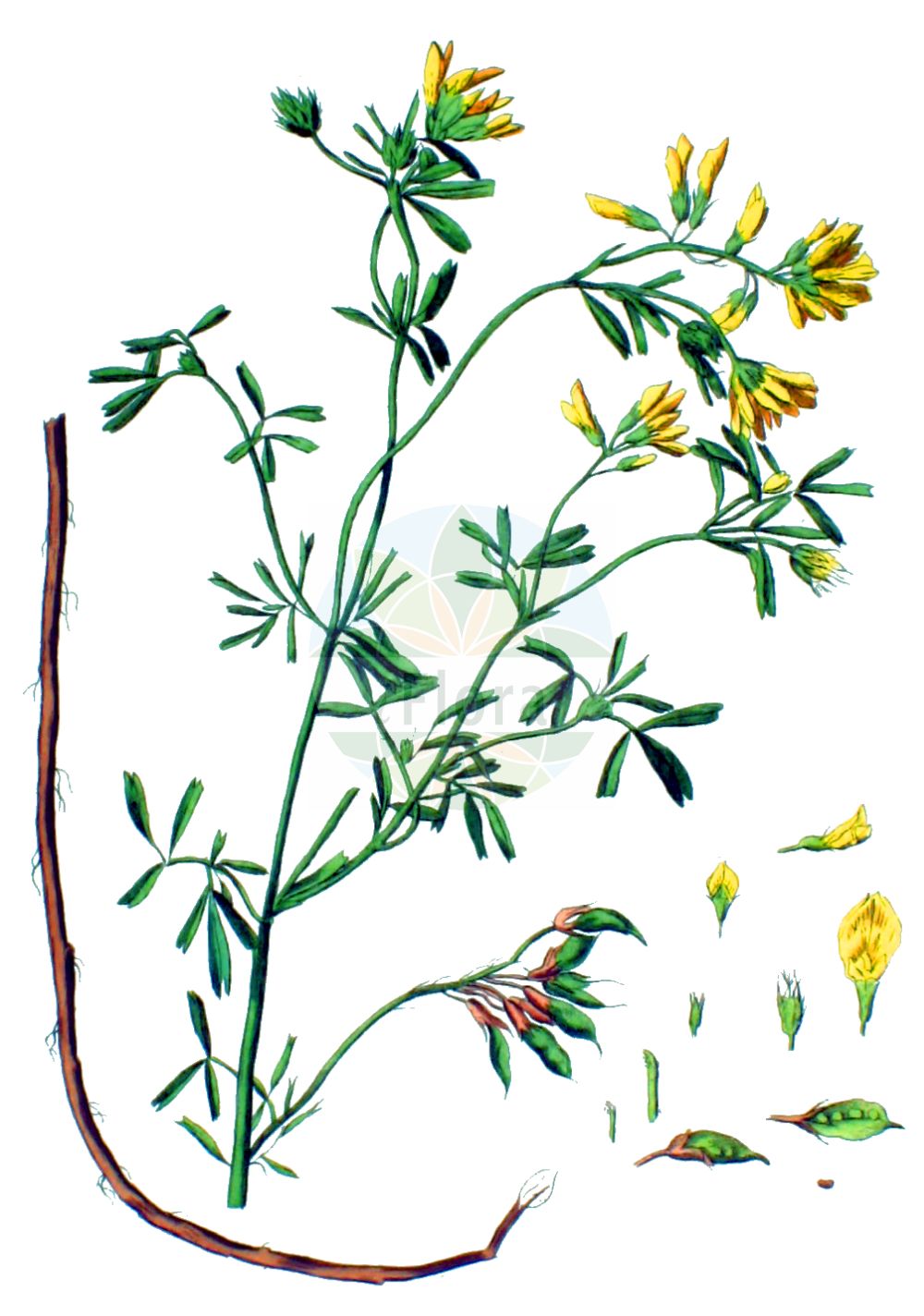 Historische Abbildung von Medicago falcata (Sichelklee - Sickle Medick). Das Bild zeigt Blatt, Bluete, Frucht und Same. ---- Historical Drawing of Medicago falcata (Sichelklee - Sickle Medick). The image is showing leaf, flower, fruit and seed.(Medicago falcata,Sichelklee,Sickle Medick,Medicago aurantiaca,Medicago borealis,Medicago falcata,Medicago falcata L. subsp.,Medicago glandulosa,Medicago kotovii,Medicago procumbens,Medicago quasifalcata,Medicago romanica,Medicago tenderiensis,Sichelklee,Bastard-Luzerne,Blaue Luzerne,Gelbe Luzerne,Gewoehnliche Luzerne,Sichel-Schneckenklee,Sickle Medick,Yellow Alfalfa,Yellow-flower Lucerne,Medicago,Schneckenklee,Alfalfa,Fabaceae,Schmetterlingsblütler,Pea family,Blatt,Bluete,Frucht,Same,leaf,flower,fruit,seed,Kops (1800-1934))