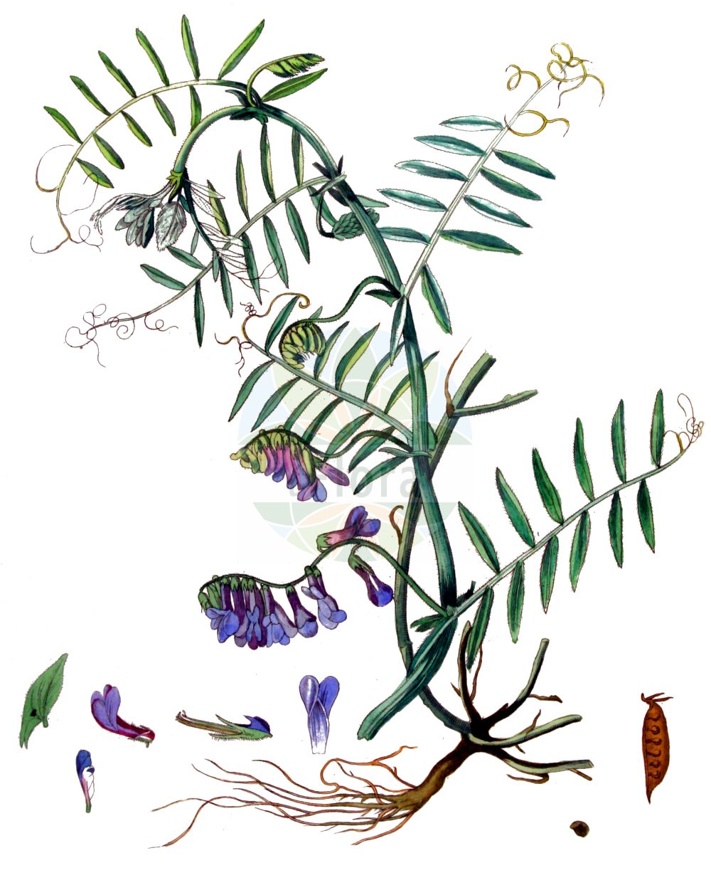 Historische Abbildung von Vicia villosa agg. (Bunte Wicke - Fodder Vetch). Das Bild zeigt Blatt, Bluete, Frucht und Same. ---- Historical Drawing of Vicia villosa agg. (Bunte Wicke - Fodder Vetch). The image is showing leaf, flower, fruit and seed.(Vicia villosa agg.,Bunte Wicke,Fodder Vetch,Bunte Wicke,Zottel-Wicke,Zottige Sand-Wicke,Fodder Vetch,Downy Vetch,Hairy Vetch,Russian Vetch,Sand Vetch,Winter Vetch,Vicia,Wicke,Vetch,Fabaceae,Schmetterlingsblütler,Pea family,Blatt,Bluete,Frucht,Same,leaf,flower,fruit,seed,Kops (1800-1934))