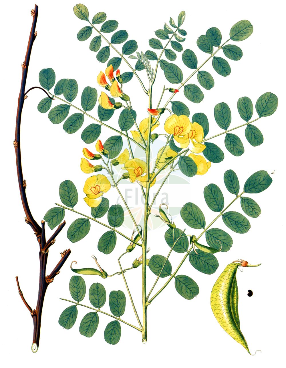 Historische Abbildung von Colutea arborescens (Gelber Blasenstrauch - Bladder-senna). Das Bild zeigt Blatt, Bluete, Frucht und Same. ---- Historical Drawing of Colutea arborescens (Gelber Blasenstrauch - Bladder-senna). The image is showing leaf, flower, fruit and seed.(Colutea arborescens,Gelber Blasenstrauch,Bladder-senna,Colutea arborescens,Gelber Blasenstrauch,Blasenstrauch,Gewoehnlicher Blasenstrauch,Bladder-senna,Bastard Senna,Common Bladder Senna,Colutea,Blasenstrauch,Fabaceae,Schmetterlingsblütler,Pea family,Blatt,Bluete,Frucht,Same,leaf,flower,fruit,seed,Krauss (1802f))