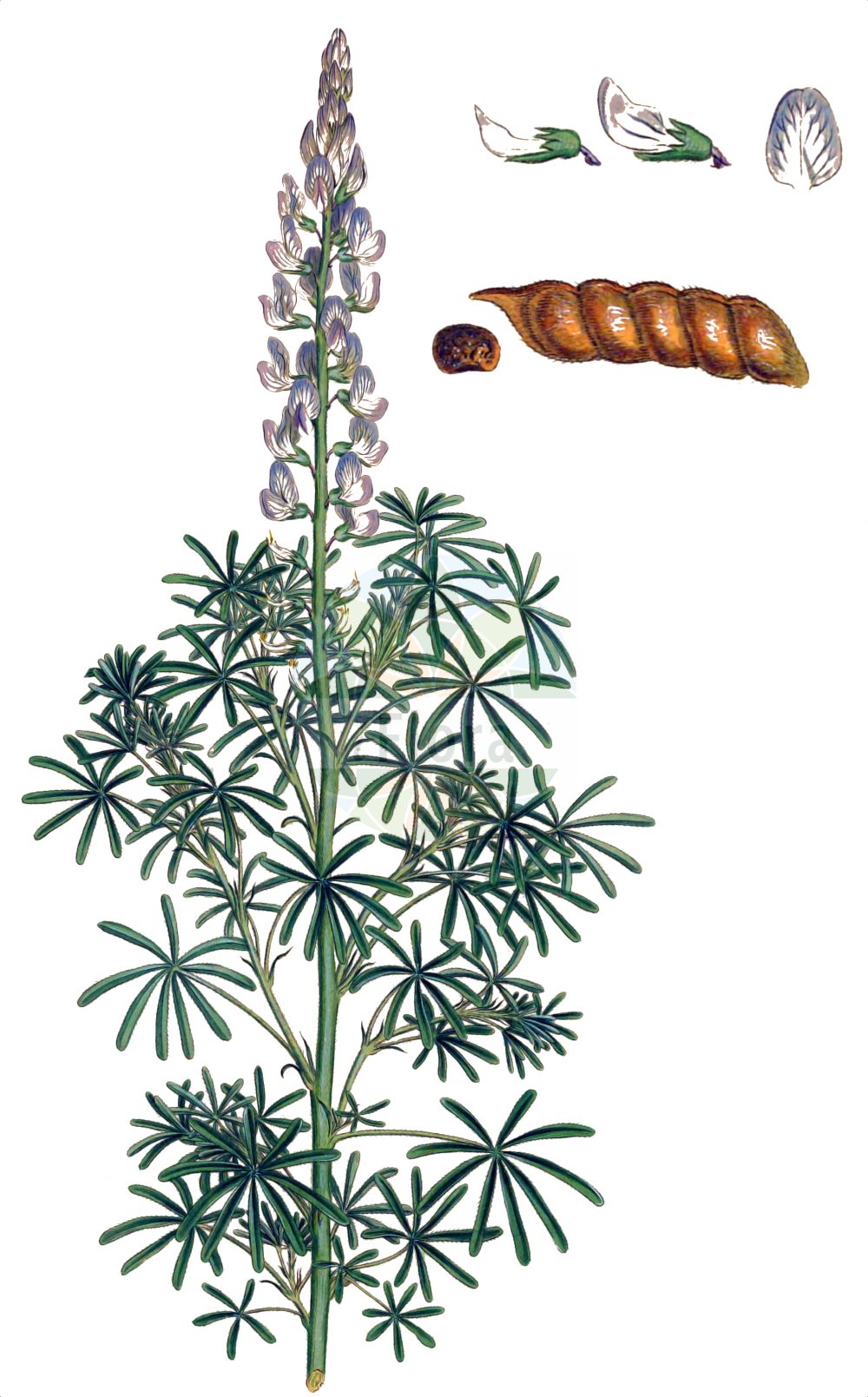 Historische Abbildung von Lupinus angustifolius (Blaue Lupine - Narrow-leaved Lupin). Das Bild zeigt Blatt, Bluete, Frucht und Same. ---- Historical Drawing of Lupinus angustifolius (Blaue Lupine - Narrow-leaved Lupin). The image is showing leaf, flower, fruit and seed.(Lupinus angustifolius,Blaue Lupine,Narrow-leaved Lupin,Lupinus angustifolius,Blaue Lupine,Schmalblaettrige Lupine,Narrow-leaved Lupin,Blue Lupin,Narrowleaf Lupine,Blue Lupine,Annual Lupin,Foxtail Lupin,Lupinus,Lupine,Lupine,Fabaceae,Schmetterlingsblütler,Pea family,Blatt,Bluete,Frucht,Same,leaf,flower,fruit,seed,Sibthorp & Smith (1806-1840))