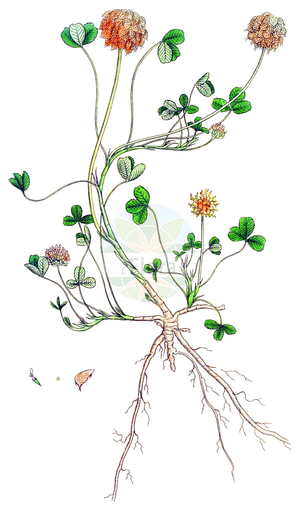 Historische Abbildung von Trifolium fragiferum (Erdbeer-Klee - Strawberry Clover). Das Bild zeigt Blatt, Bluete, Frucht und Same. ---- Historical Drawing of Trifolium fragiferum (Erdbeer-Klee - Strawberry Clover). The image is showing leaf, flower, fruit and seed.(Trifolium fragiferum,Erdbeer-Klee,Strawberry Clover,Amoria fragifera,Galearia fragifera,Trifolium fragiferum,Erdbeer-Klee,Strawberry Clover,Trifolium,Klee,Clover,Fabaceae,Schmetterlingsblütler,Pea family,Blatt,Bluete,Frucht,Same,leaf,flower,fruit,seed,Svensk Botanik (Svensk Botanik))