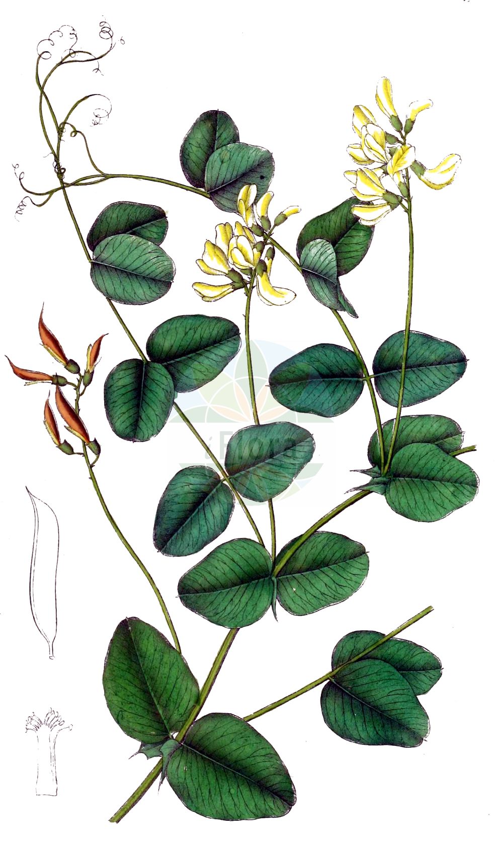 Historische Abbildung von Vicia pisiformis (Erbsen-Wicke - Pale-flower Vetch). Das Bild zeigt Blatt, Bluete, Frucht und Same. ---- Historical Drawing of Vicia pisiformis (Erbsen-Wicke - Pale-flower Vetch). The image is showing leaf, flower, fruit and seed.(Vicia pisiformis,Erbsen-Wicke,Pale-flower Vetch,Ervum pisiforme,Vicia pisiformis,Erbsen-Wicke,Pale-flower Vetch,Pale-flowered Vetch,Pea-shaped Vetch,Pea Vetch,Vicia,Wicke,Vetch,Fabaceae,Schmetterlingsblütler,Pea family,Blatt,Bluete,Frucht,Same,leaf,flower,fruit,seed,Dietrich (1833-1844))