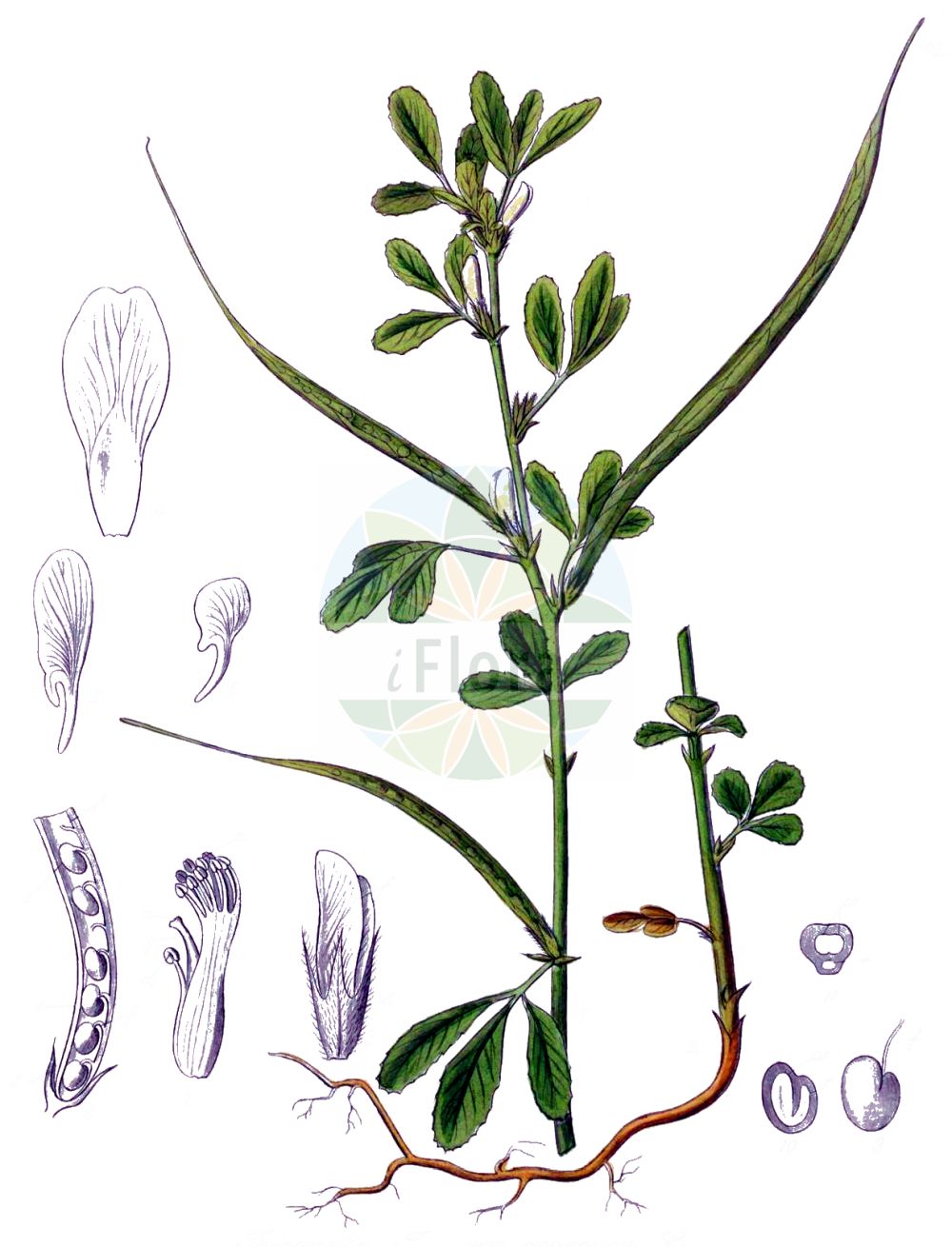 Historische Abbildung von Trigonella foenum-graecum (Fenugreek). Das Bild zeigt Blatt, Bluete, Frucht und Same. ---- Historical Drawing of Trigonella foenum-graecum (Fenugreek). The image is showing leaf, flower, fruit and seed.(Trigonella foenum-graecum,Fenugreek,Trigonella foenum-graecum,Trigonella tibetana,Trigonella,Fabaceae,Schmetterlingsblütler,Pea family,Blatt,Bluete,Frucht,Same,leaf,flower,fruit,seed,Kohl (1891-1895))